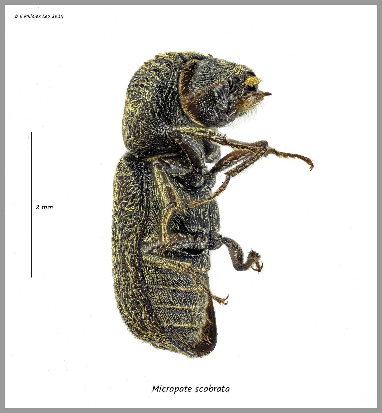 Micrapate scabrata