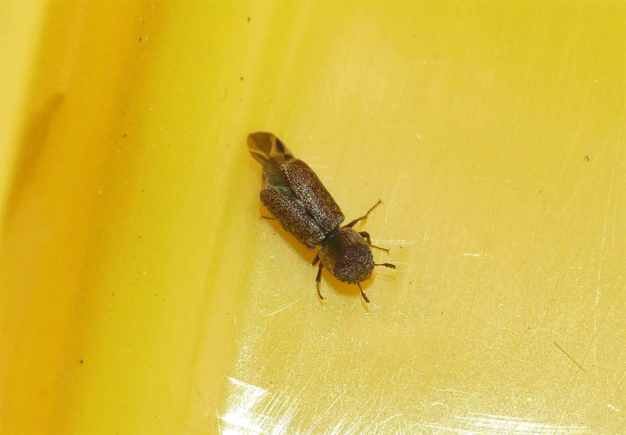 Micrapate scabrata