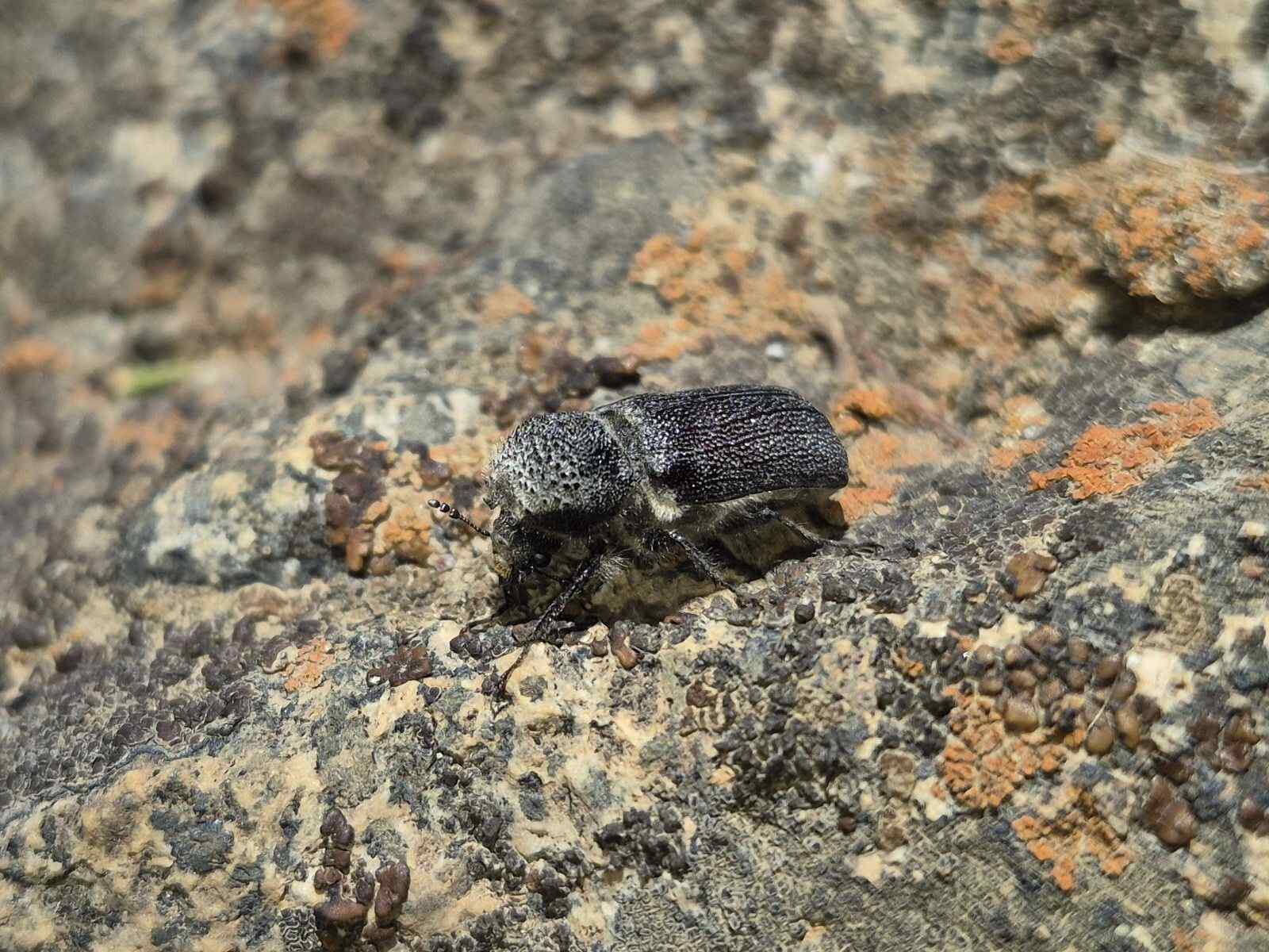 Micrapate scabrata