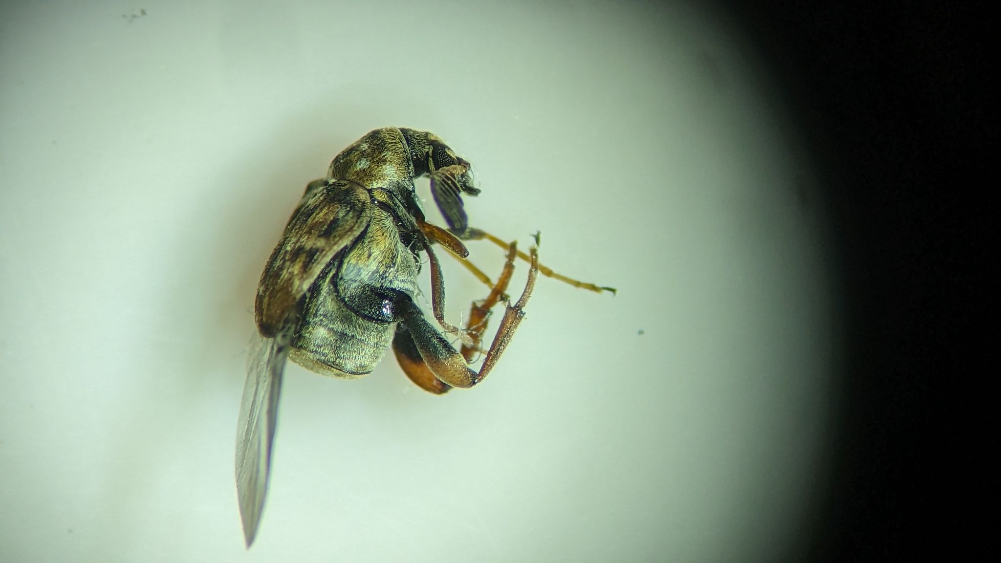 Decellebruchus atrolineatus