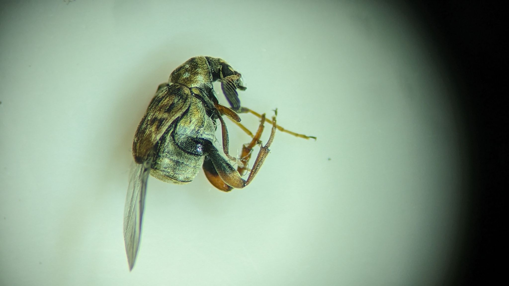 Decellebruchus atrolineatus
