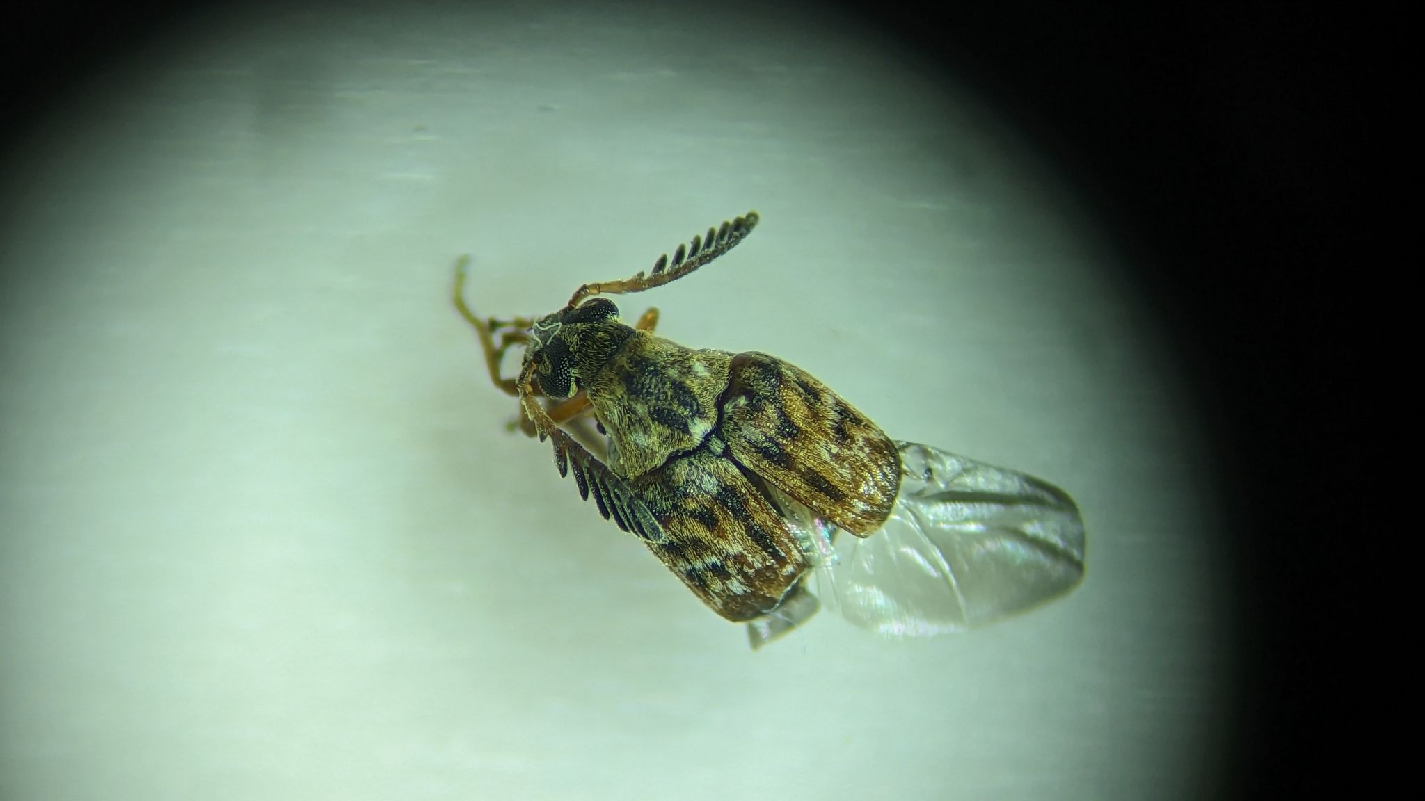 Decellebruchus atrolineatus