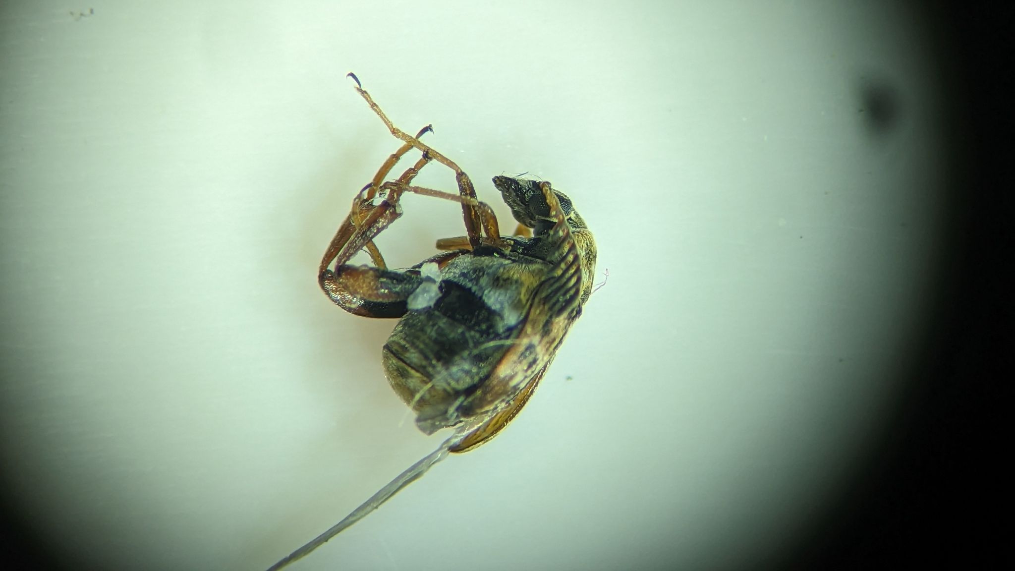 Decellebruchus atrolineatus