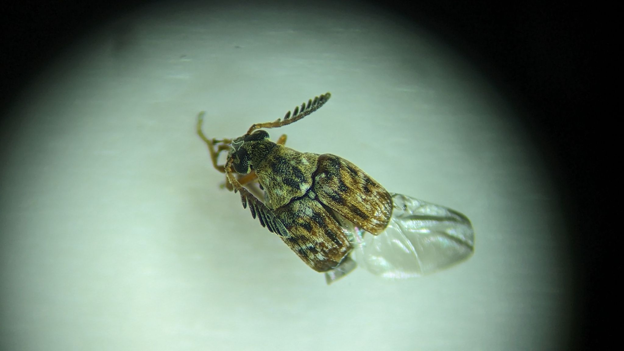 Decellebruchus atrolineatus