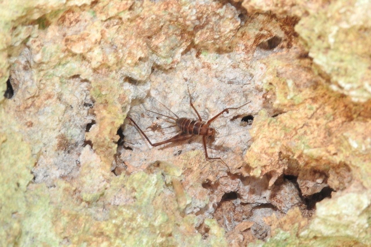 Amphiacusta
