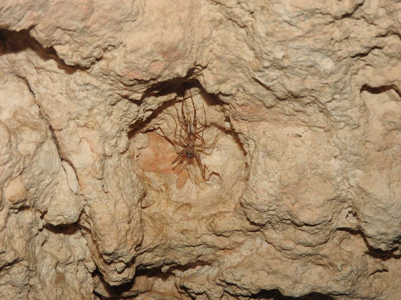 Amphiacusta