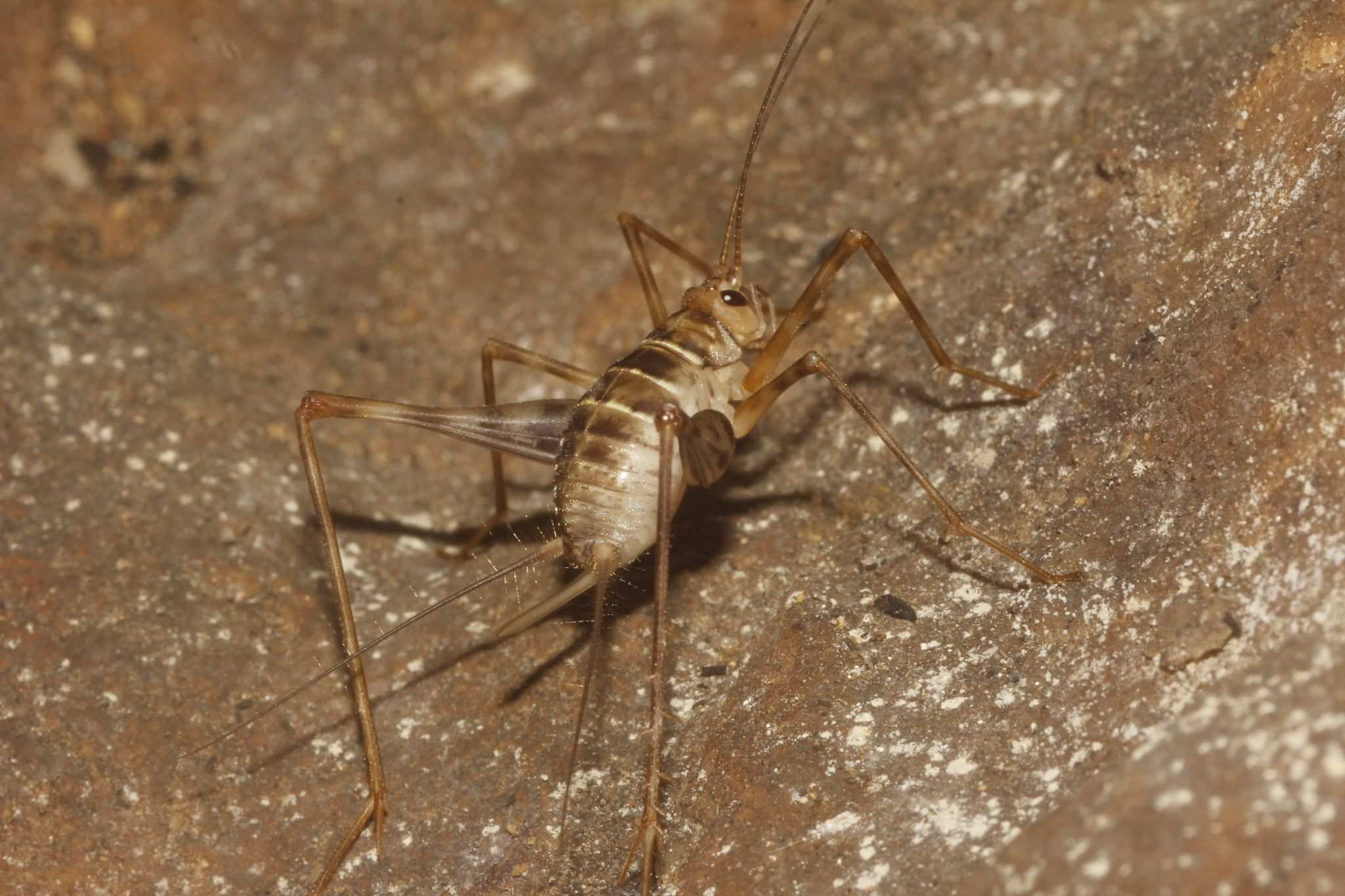 Amphiacusta