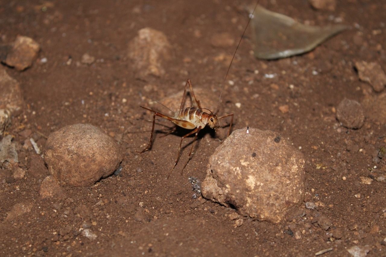 Amphiacusta