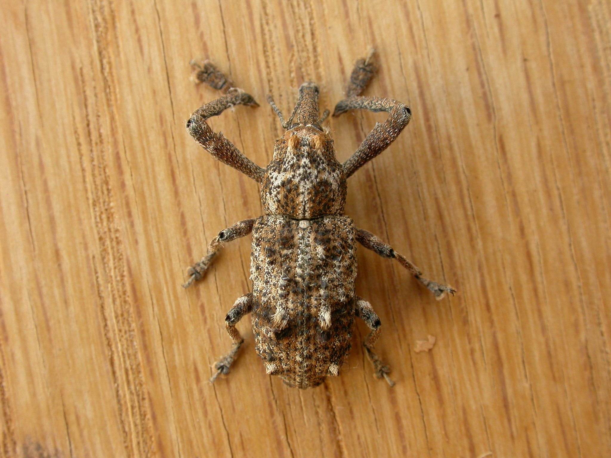 Orthorhinus cylindrirostris