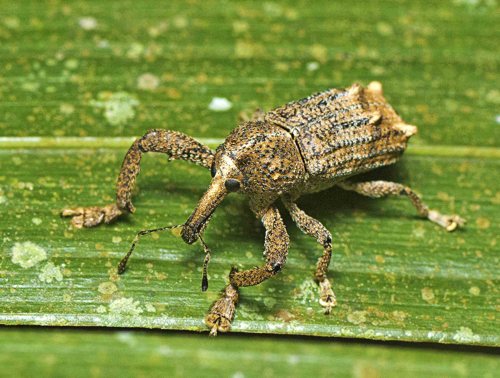 Orthorhinus cylindrirostris