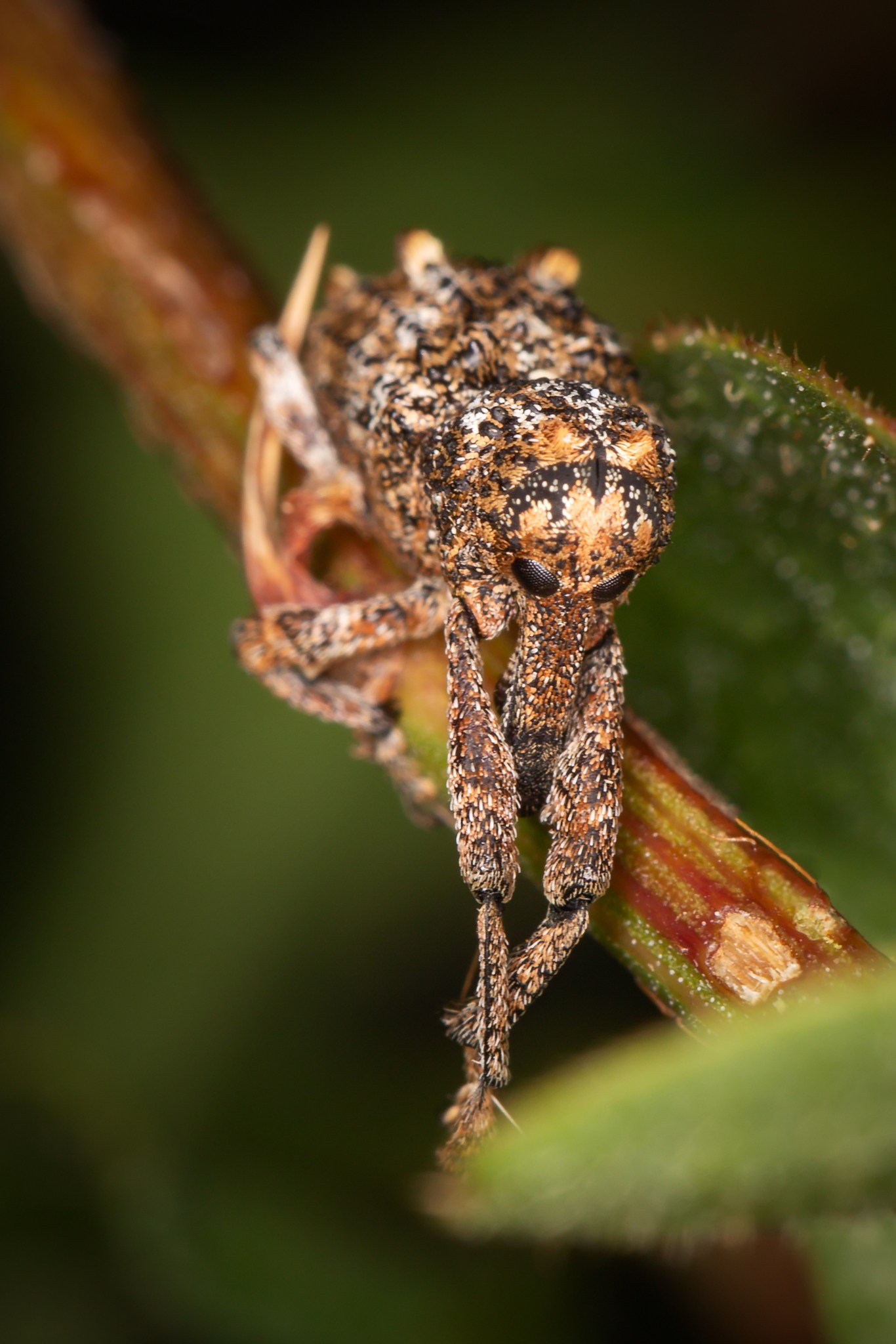 Orthorhinus cylindrirostris