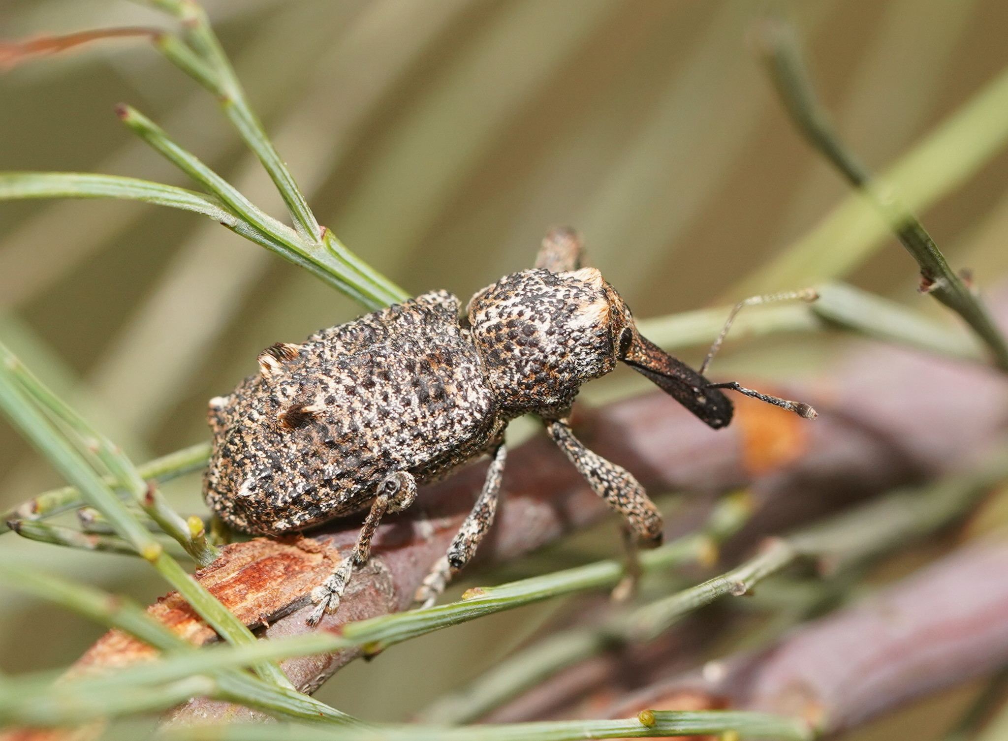 Orthorhinus cylindrirostris