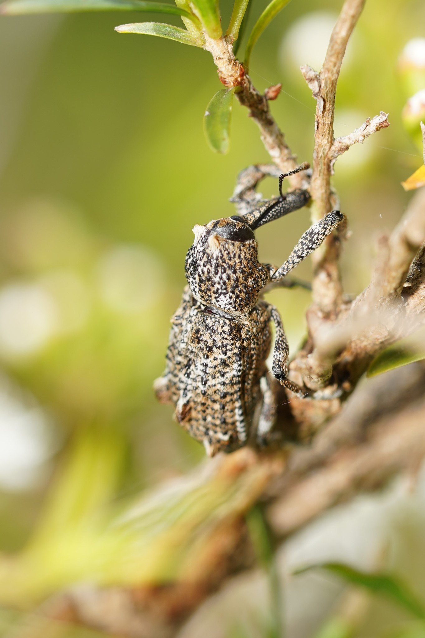 Orthorhinus cylindrirostris