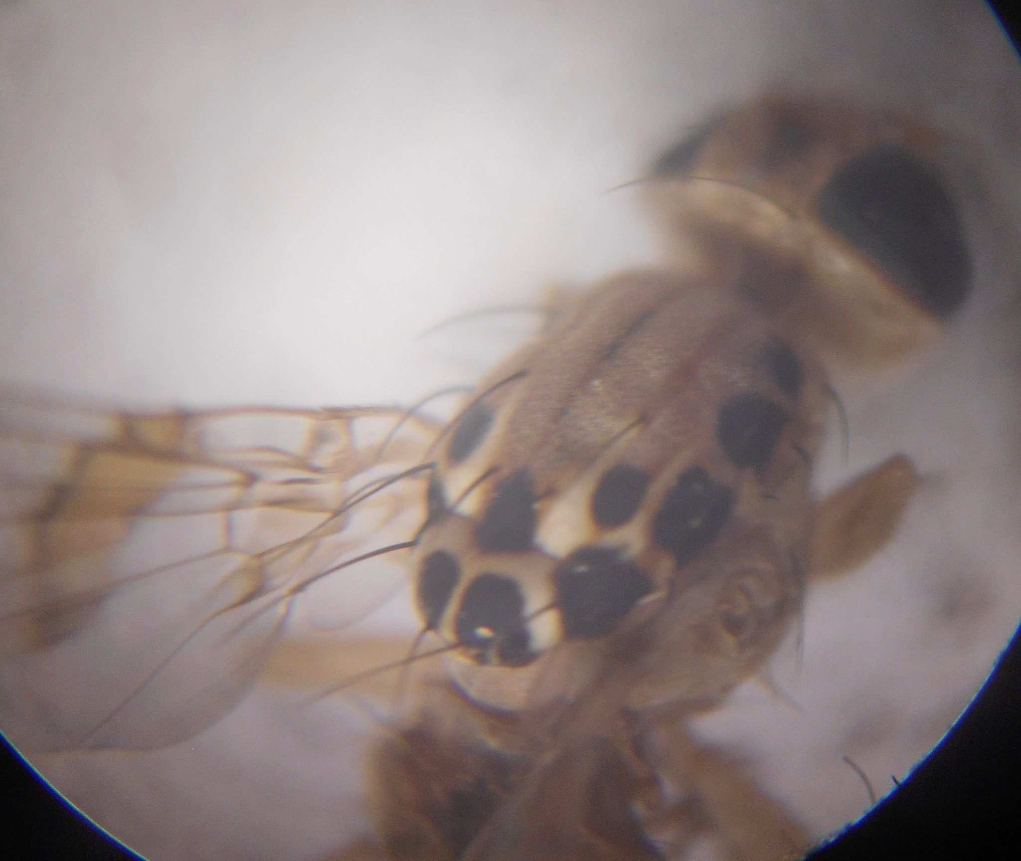 Carpomya vesuviana