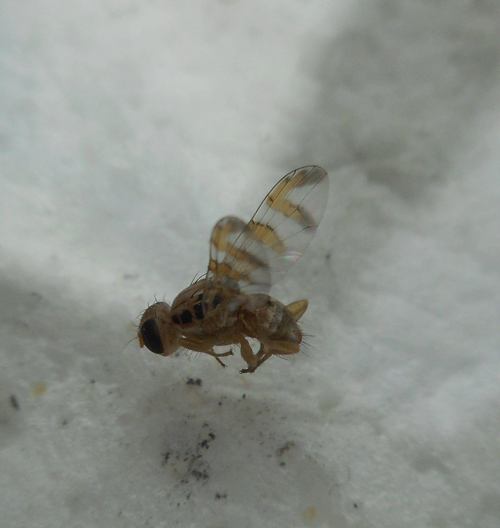 Carpomya vesuviana