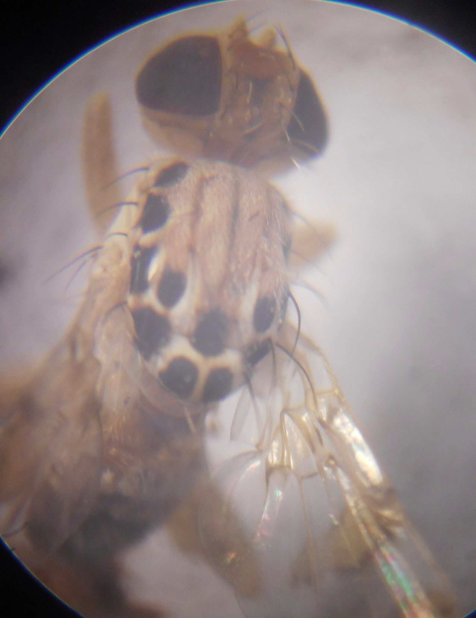 Carpomya vesuviana