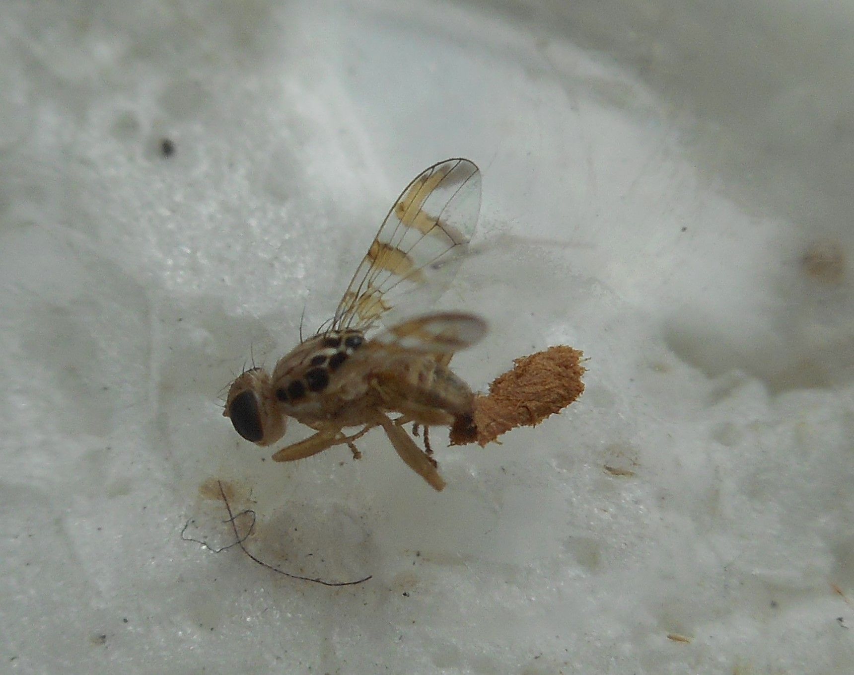 Carpomya vesuviana