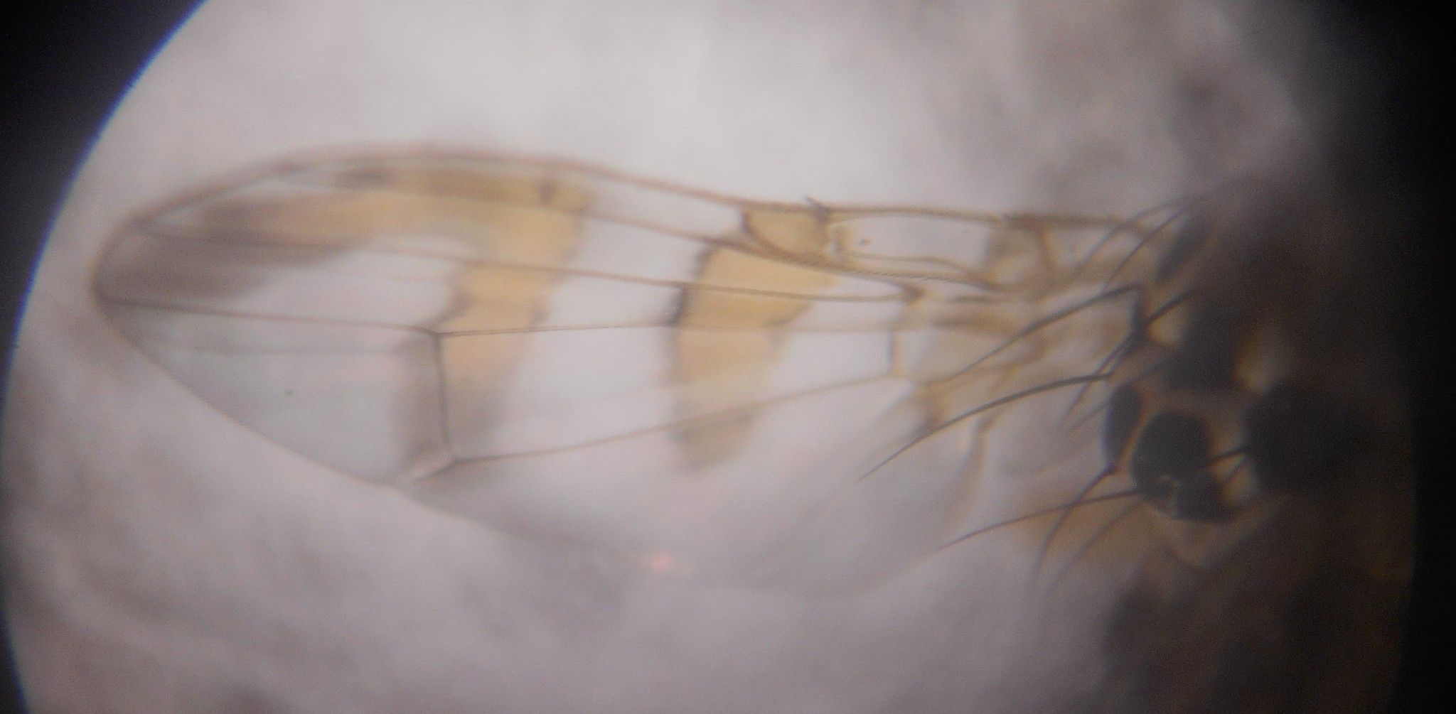 Carpomya vesuviana