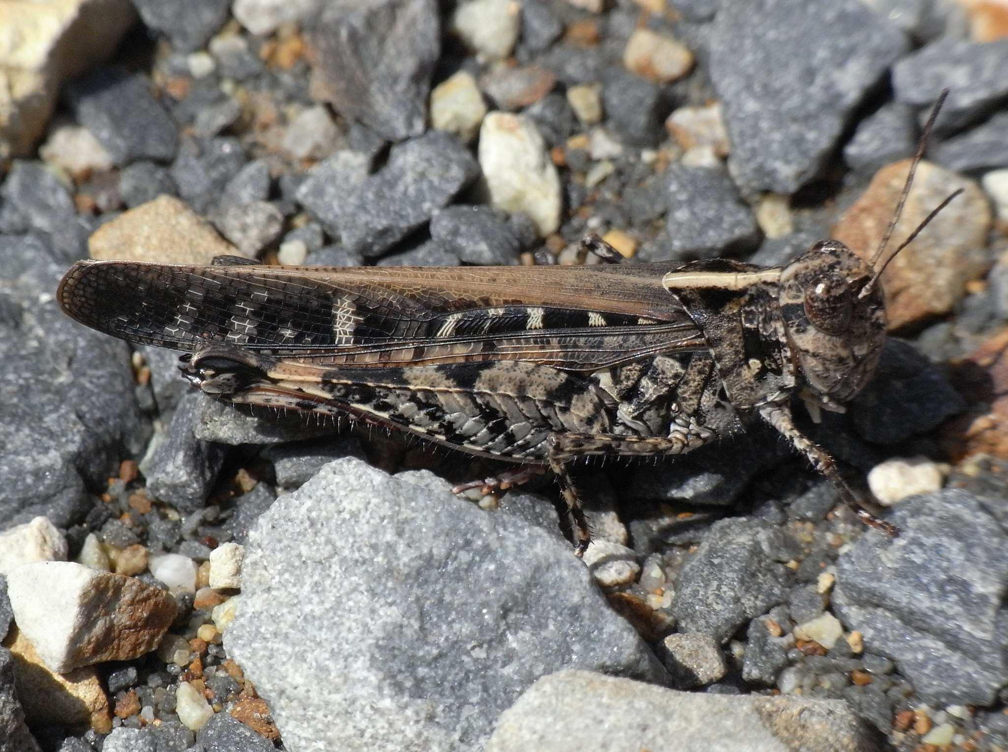 Heteropternis