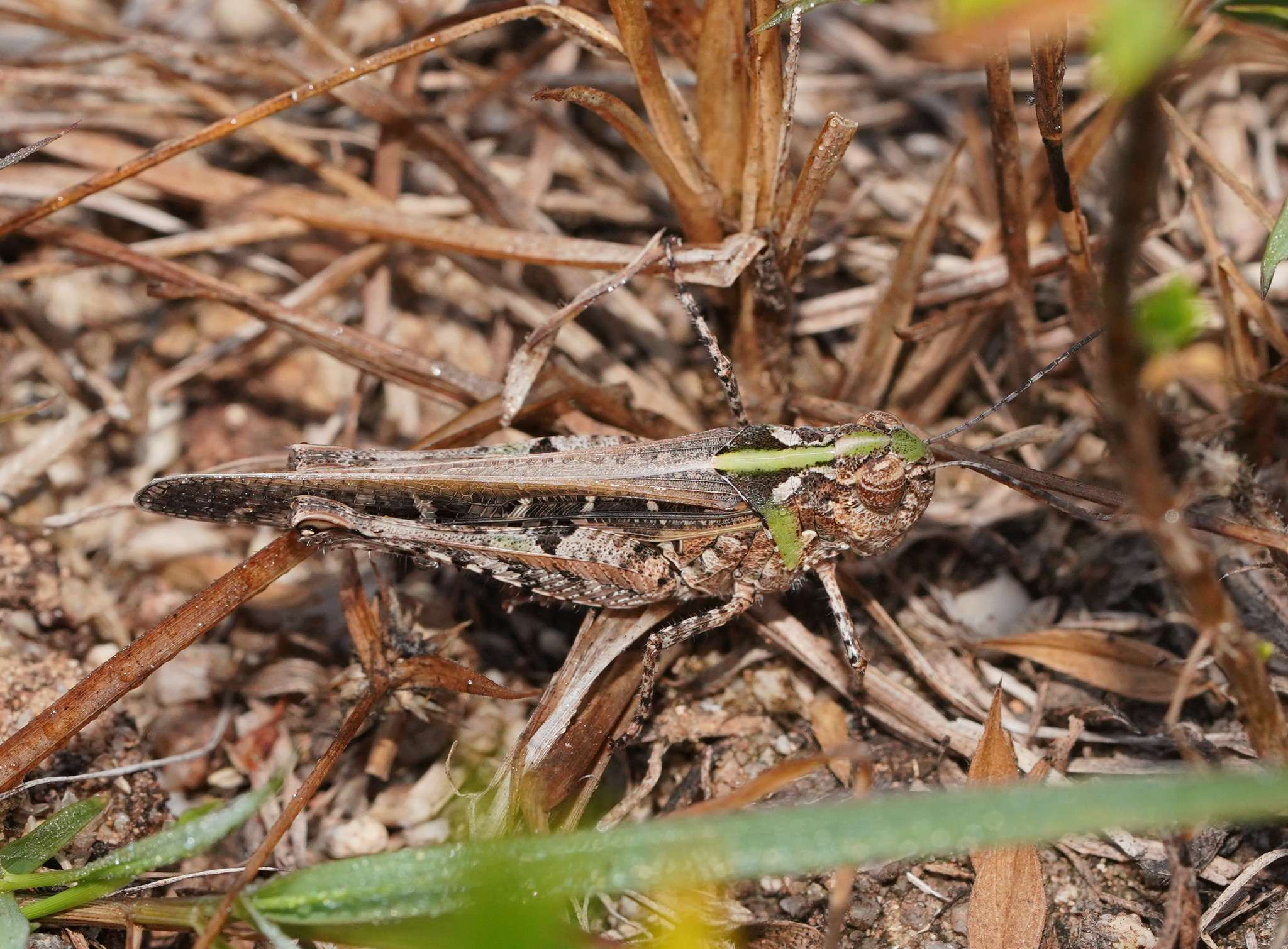 Heteropternis
