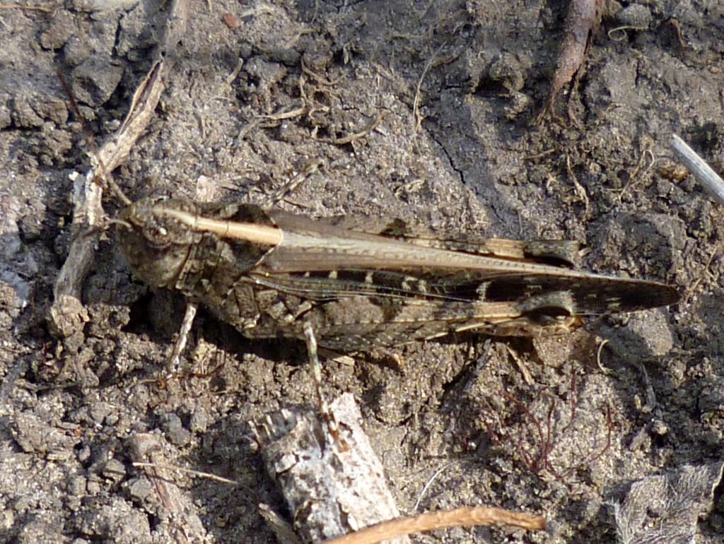 Heteropternis