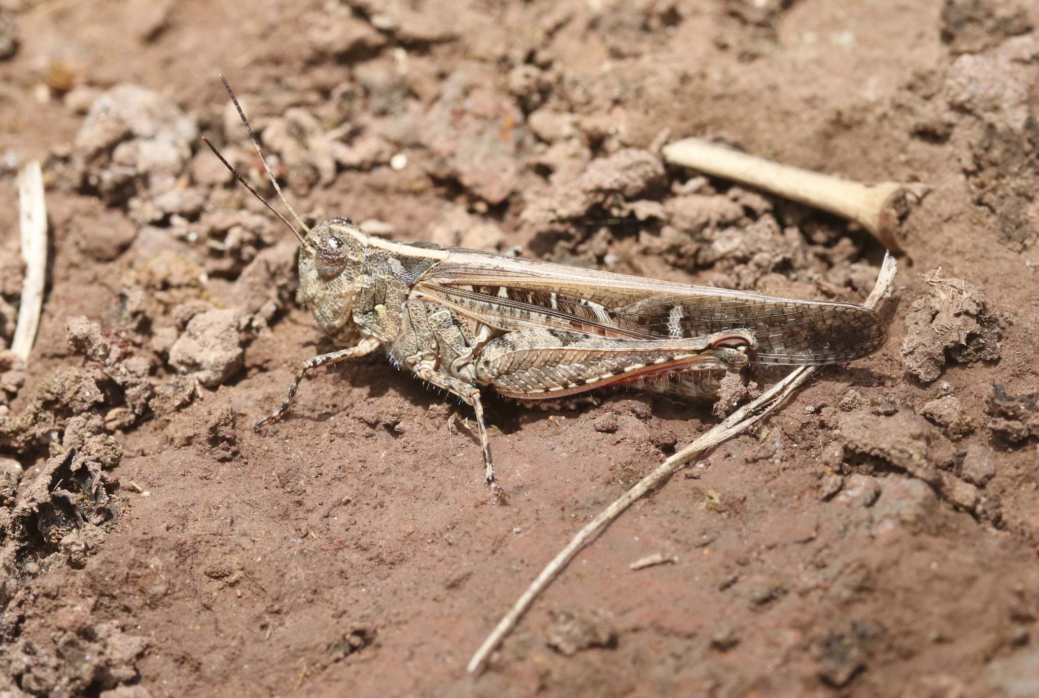 Heteropternis
