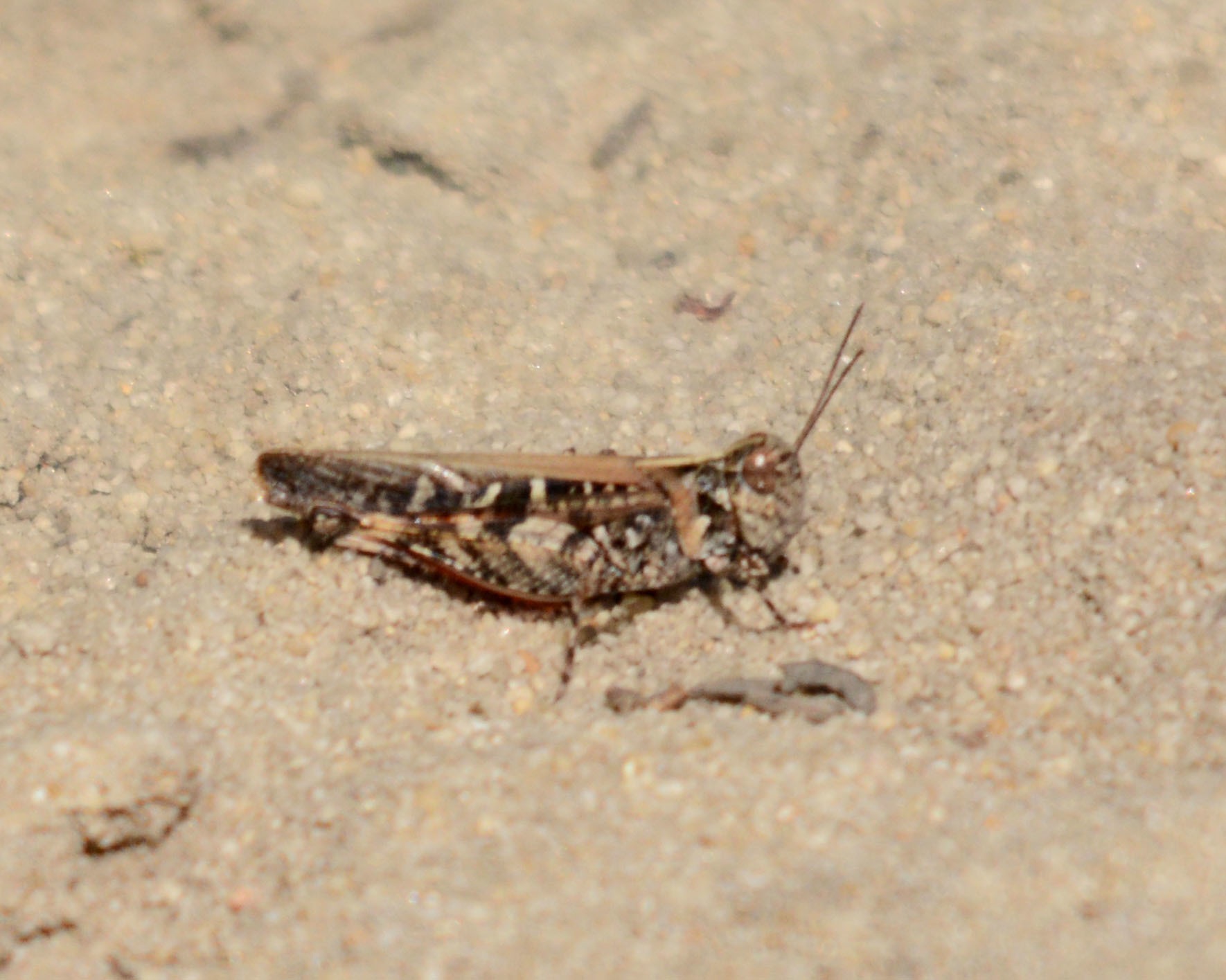 Heteropternis