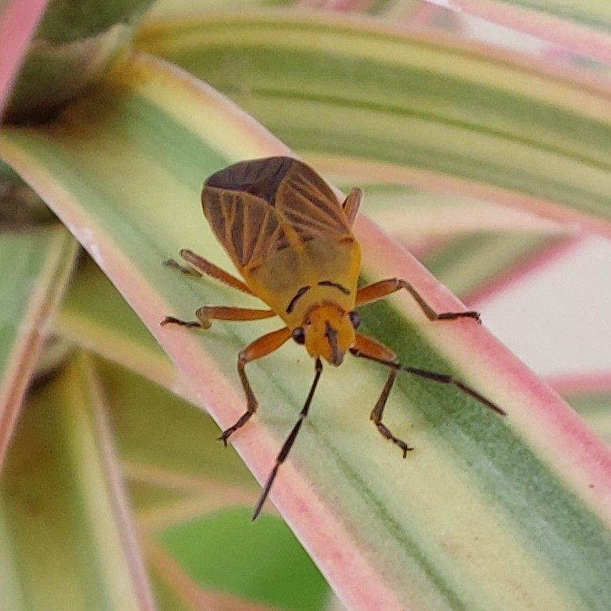 Hadrosomus