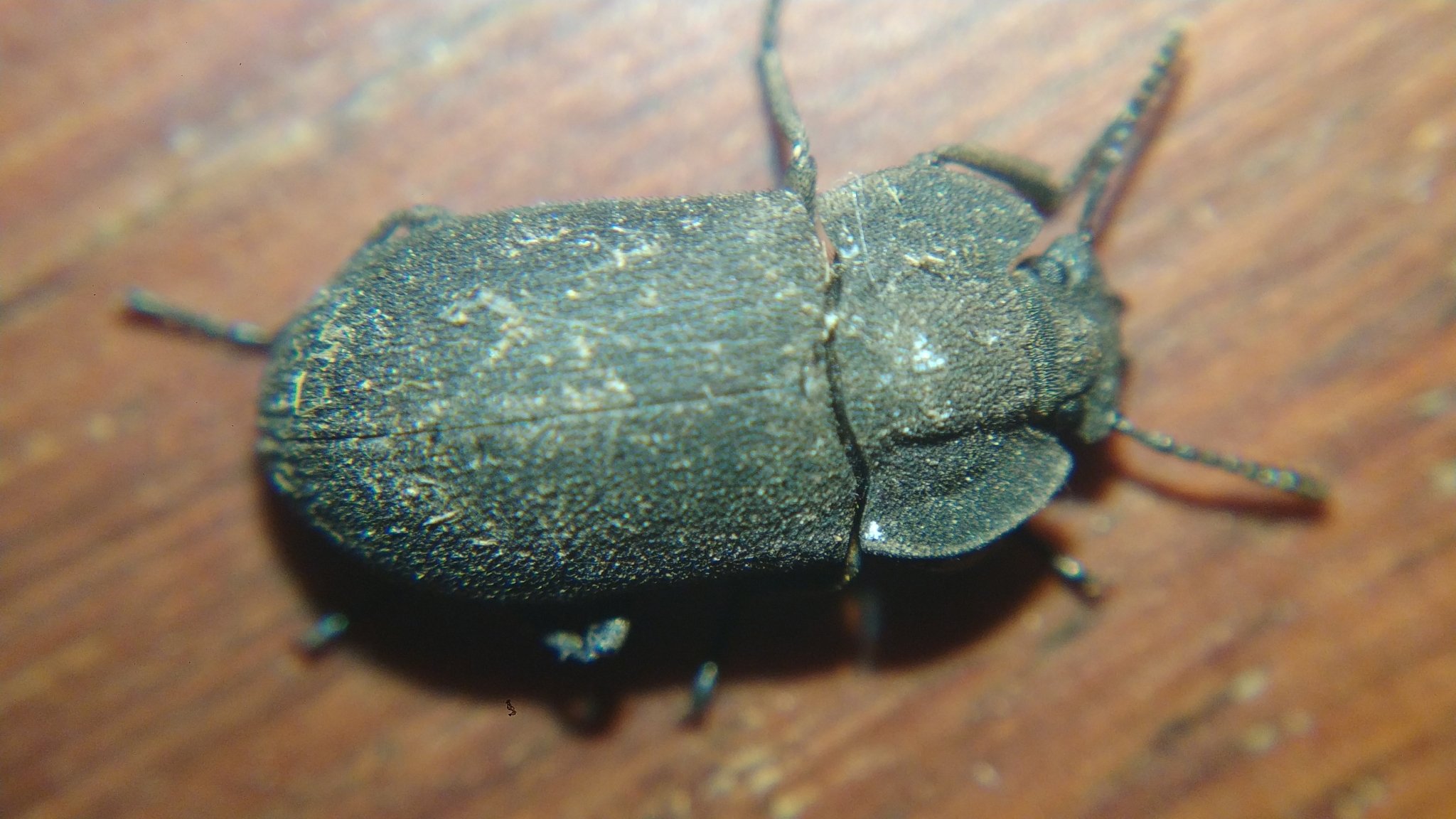 Gonocephalum