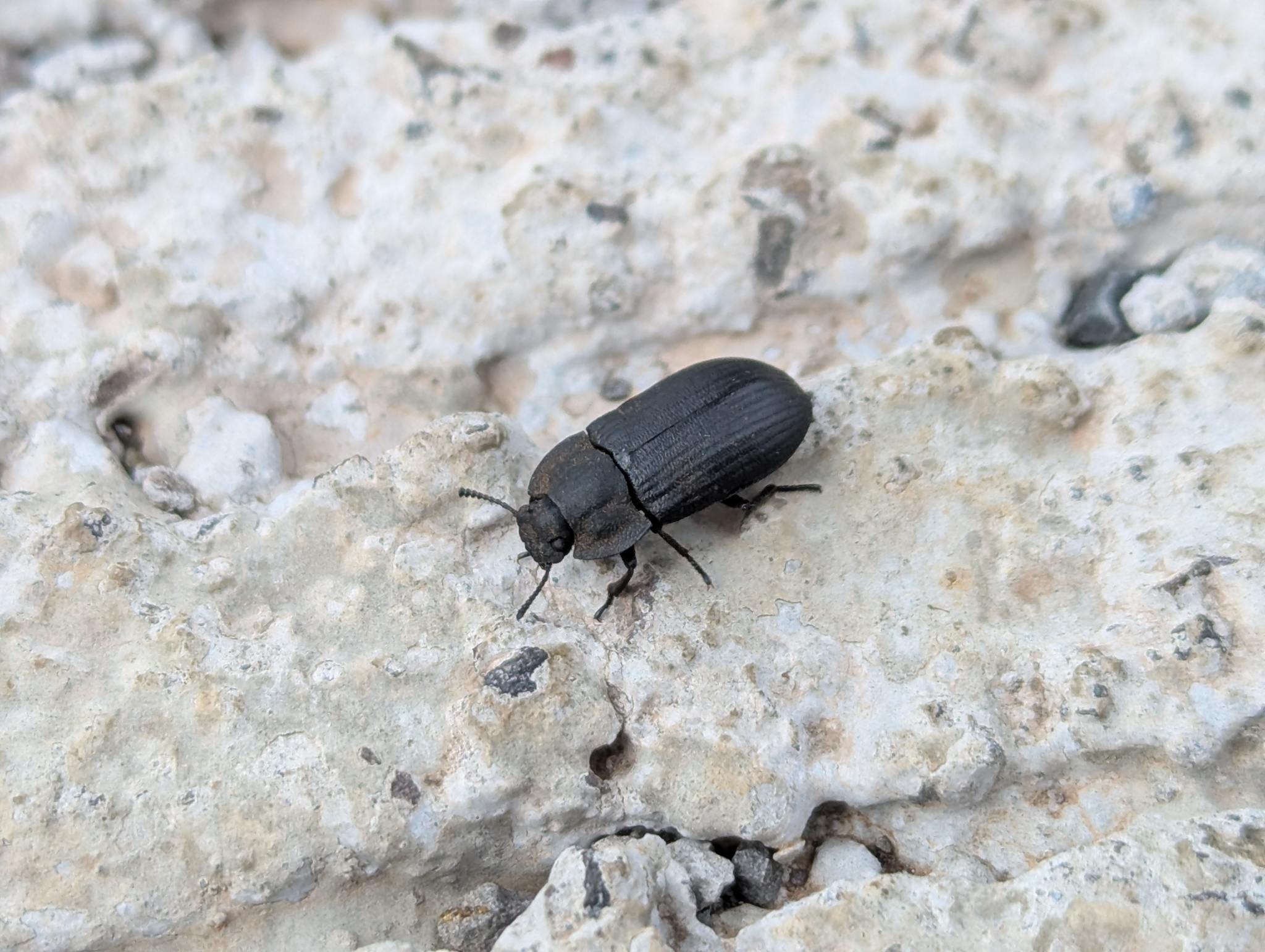 Gonocephalum