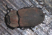 Gonocephalum