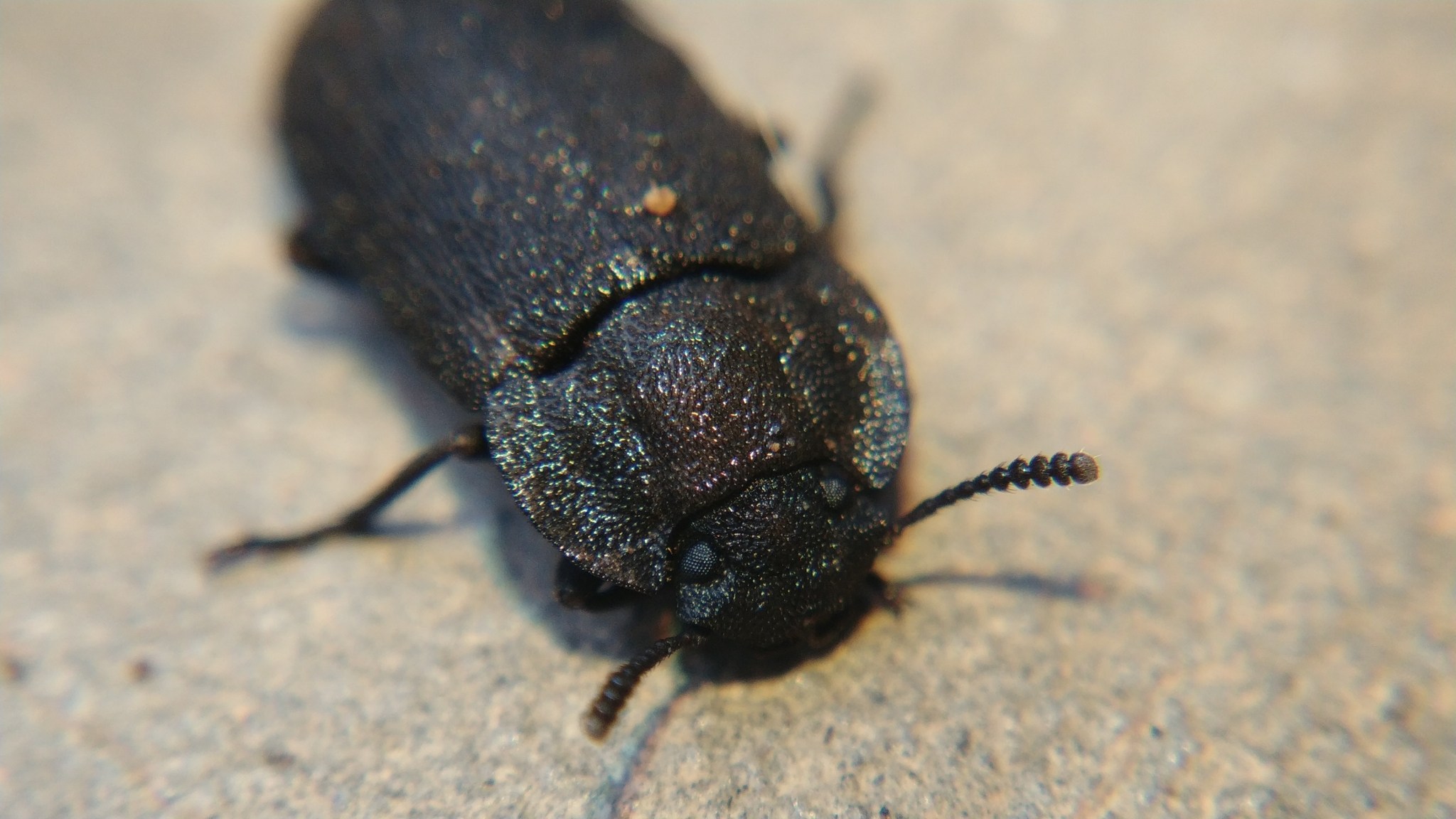 Gonocephalum