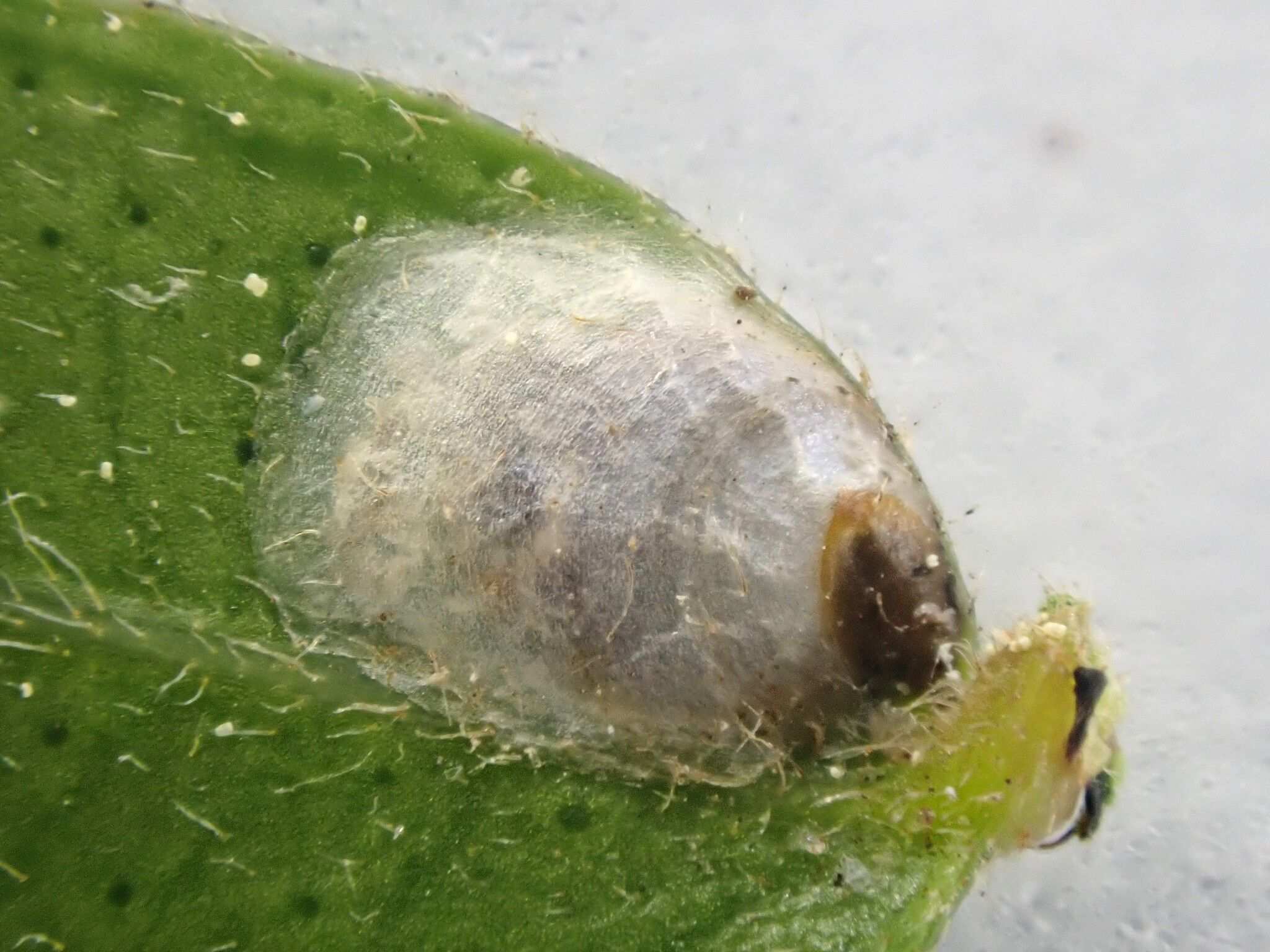 Anoplaspis maskelli