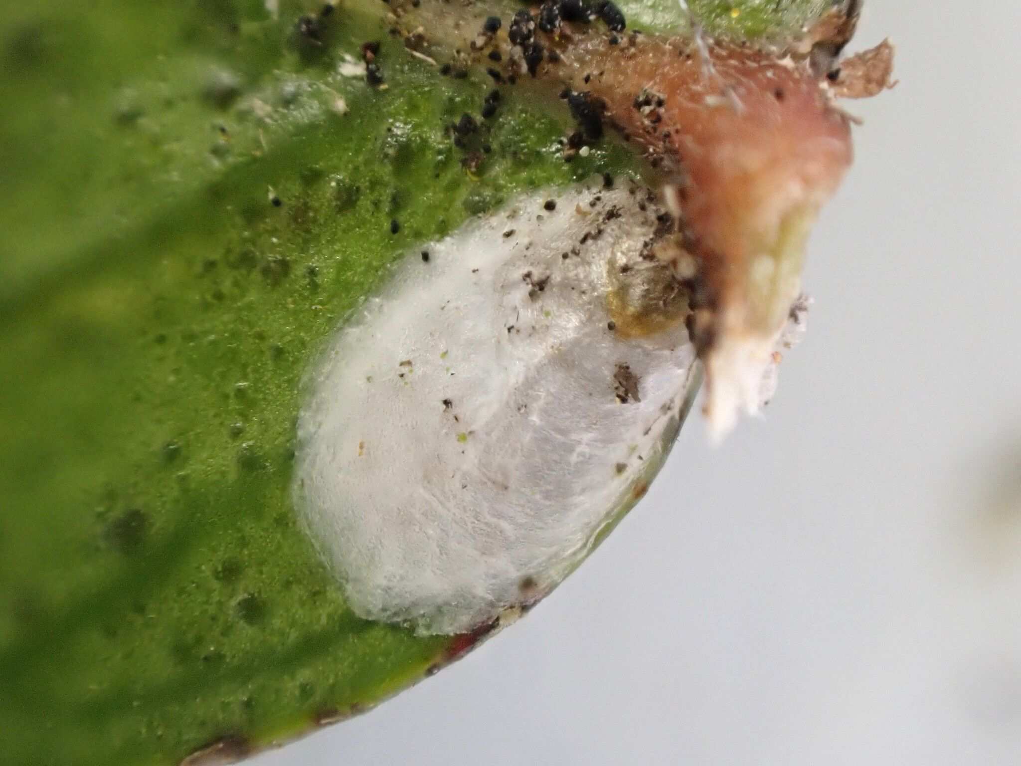 Anoplaspis maskelli