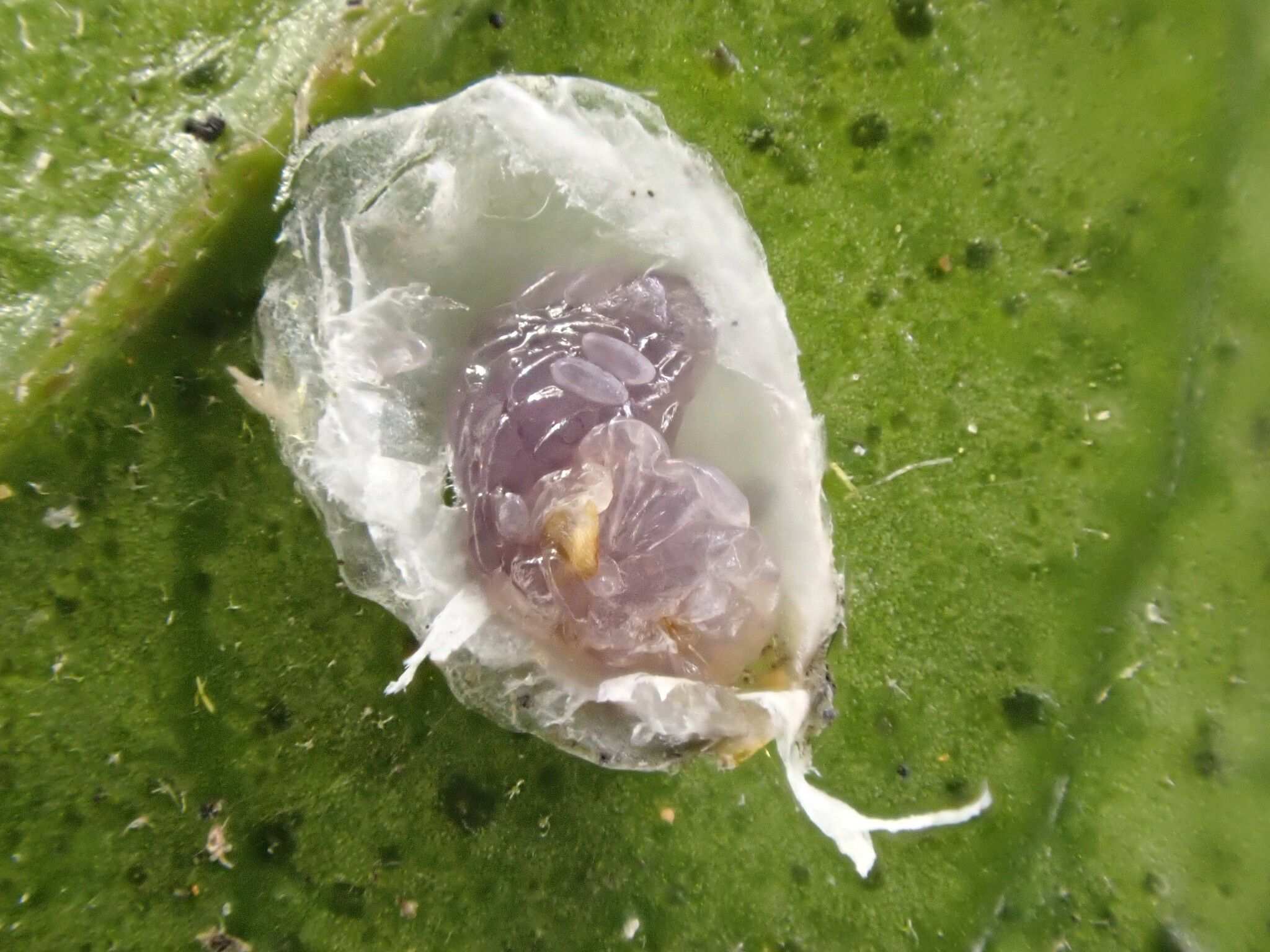 Anoplaspis maskelli