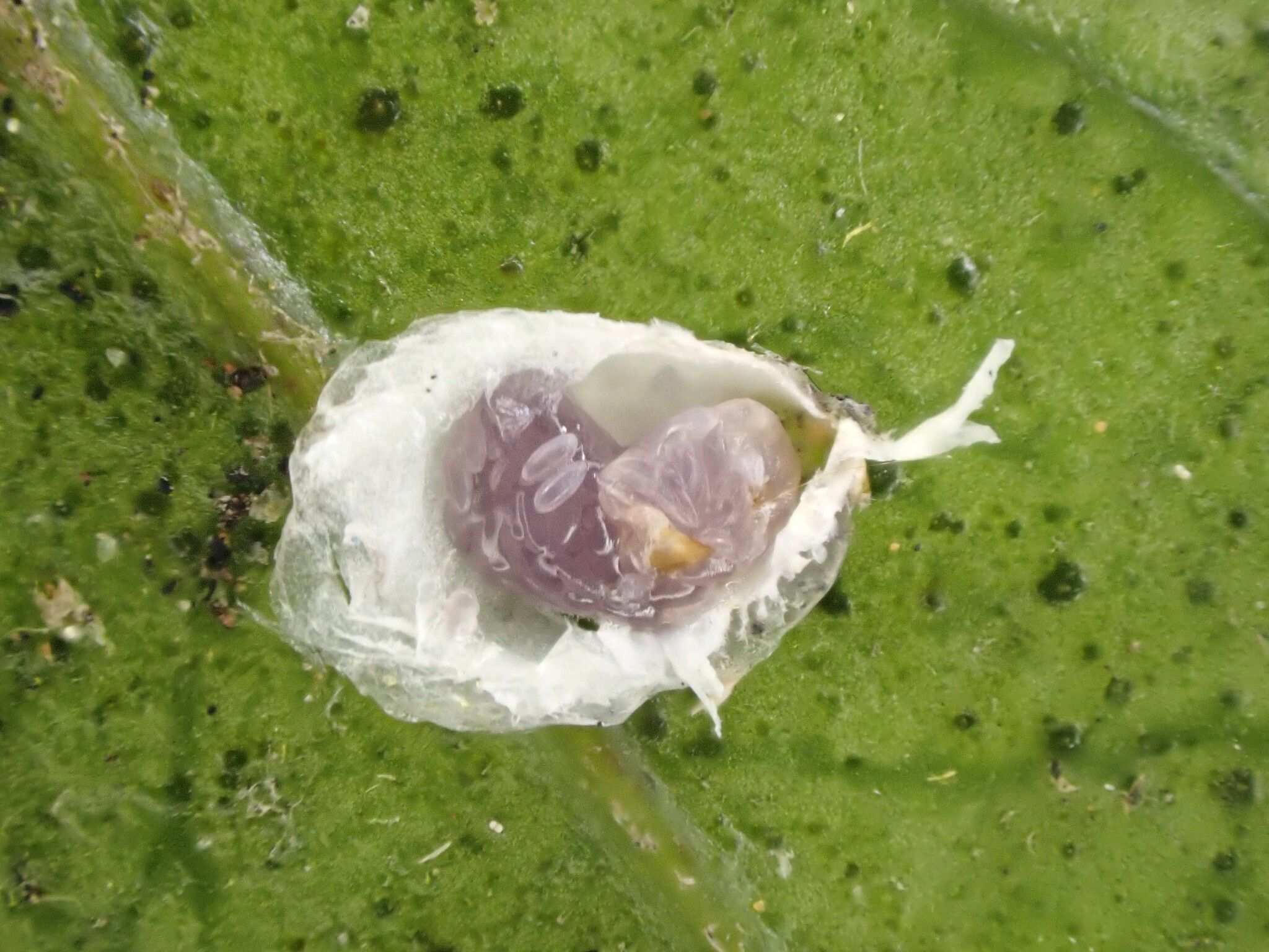 Anoplaspis maskelli