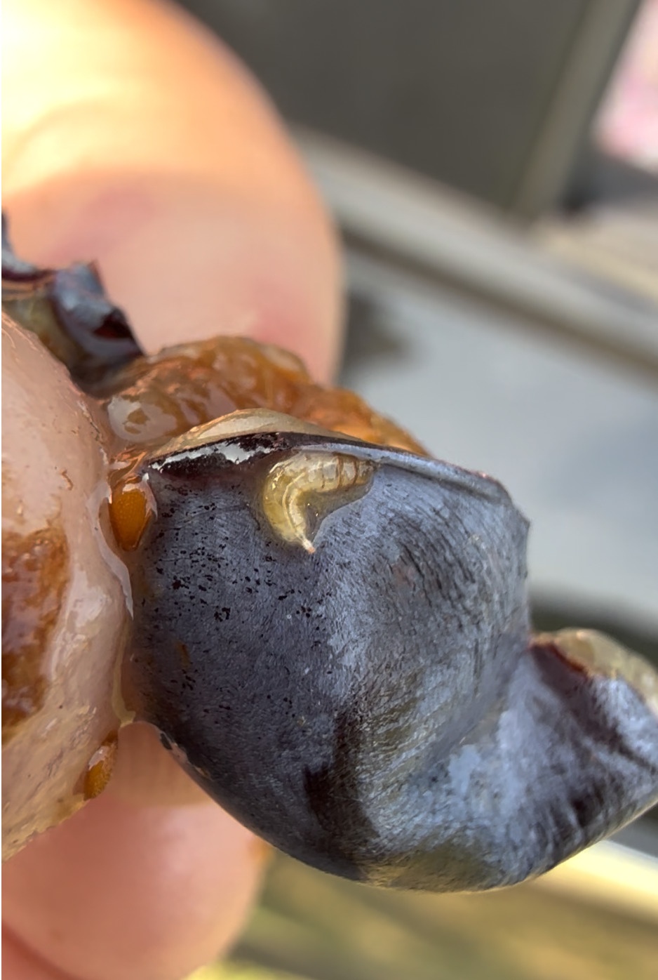 Rhagoletis mendax
