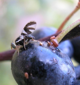 Rhagoletis mendax