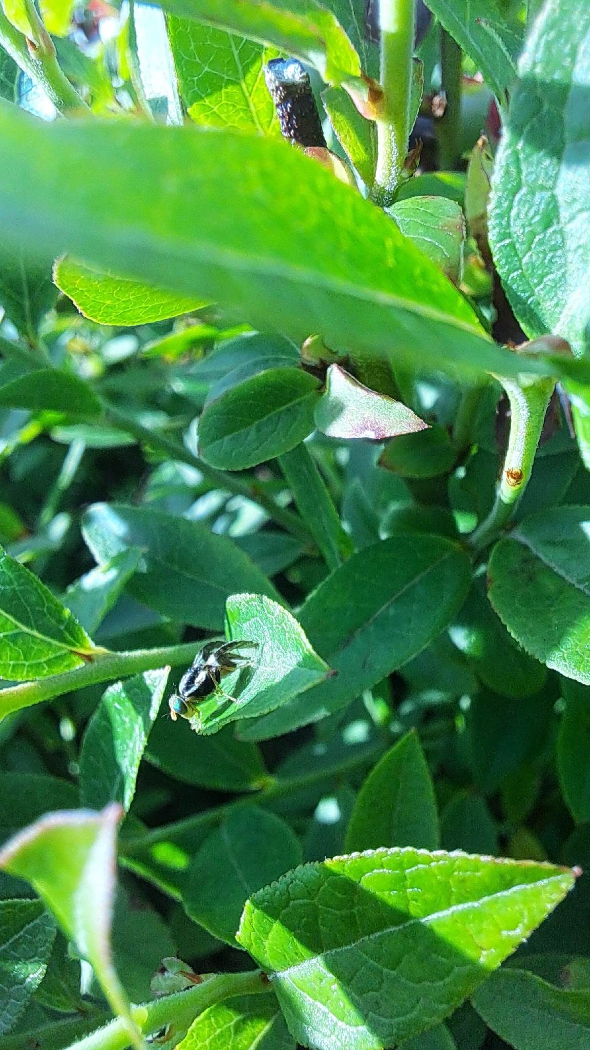 Rhagoletis mendax
