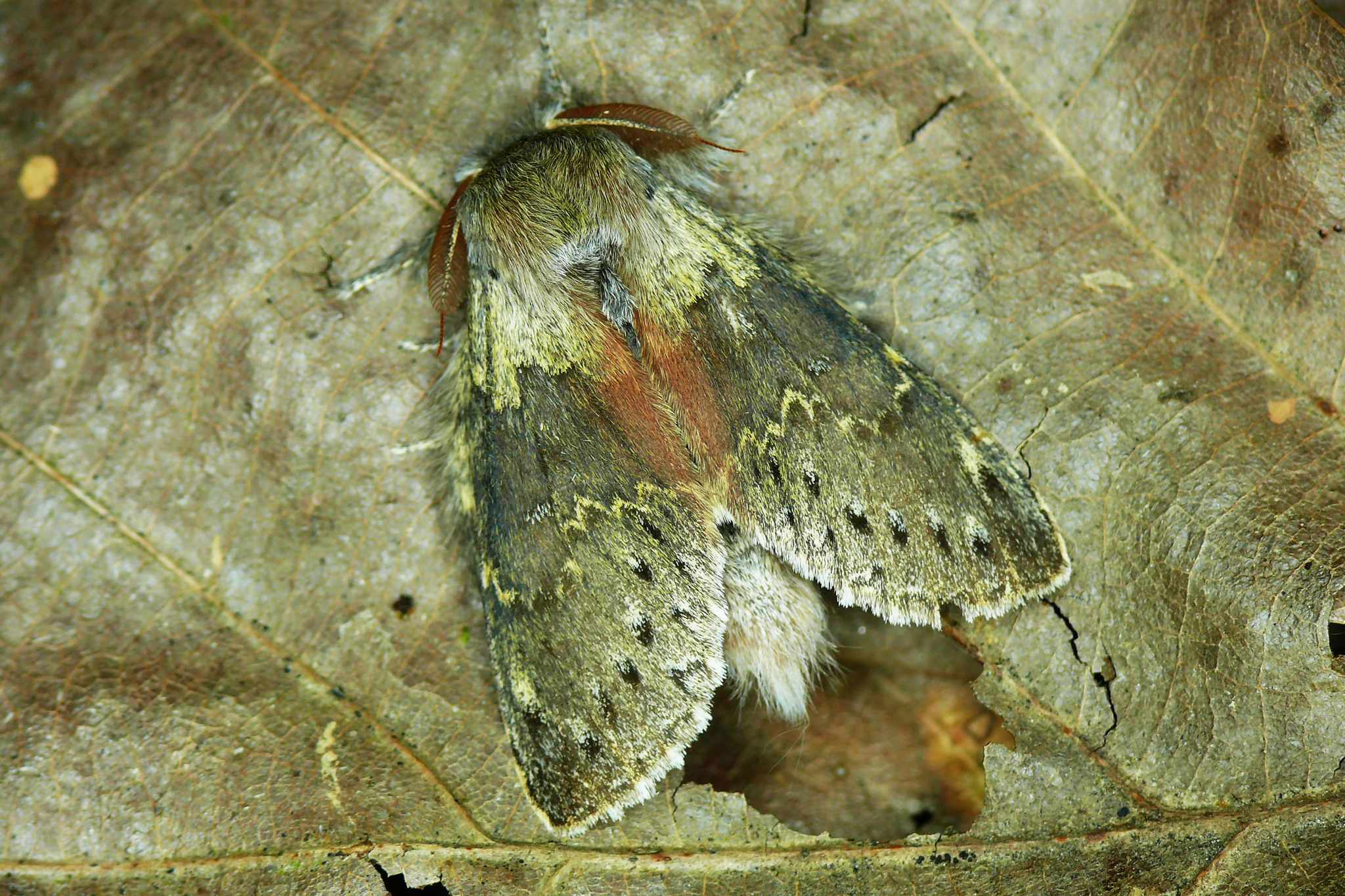 Stauropus fagi