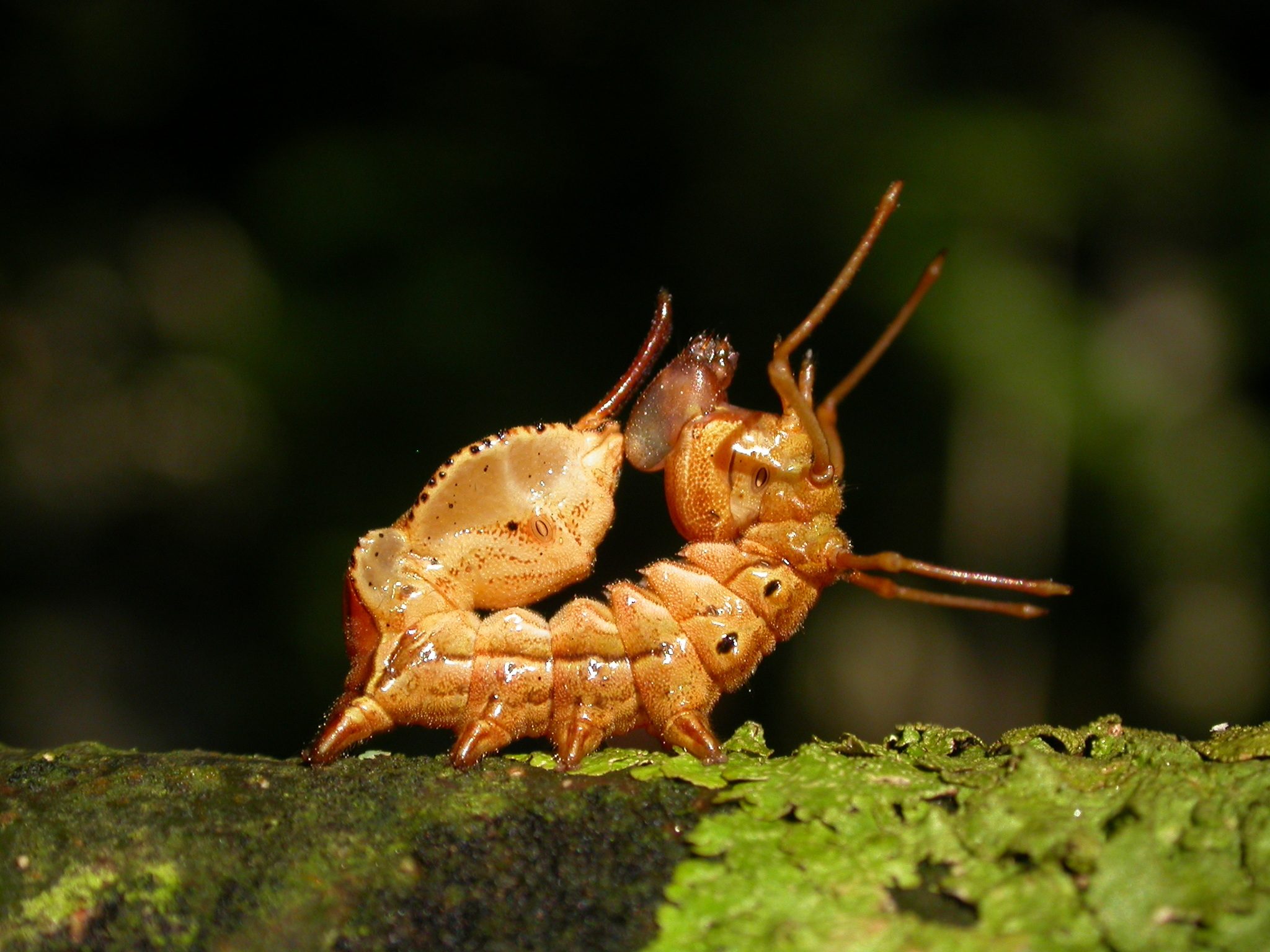 Stauropus fagi