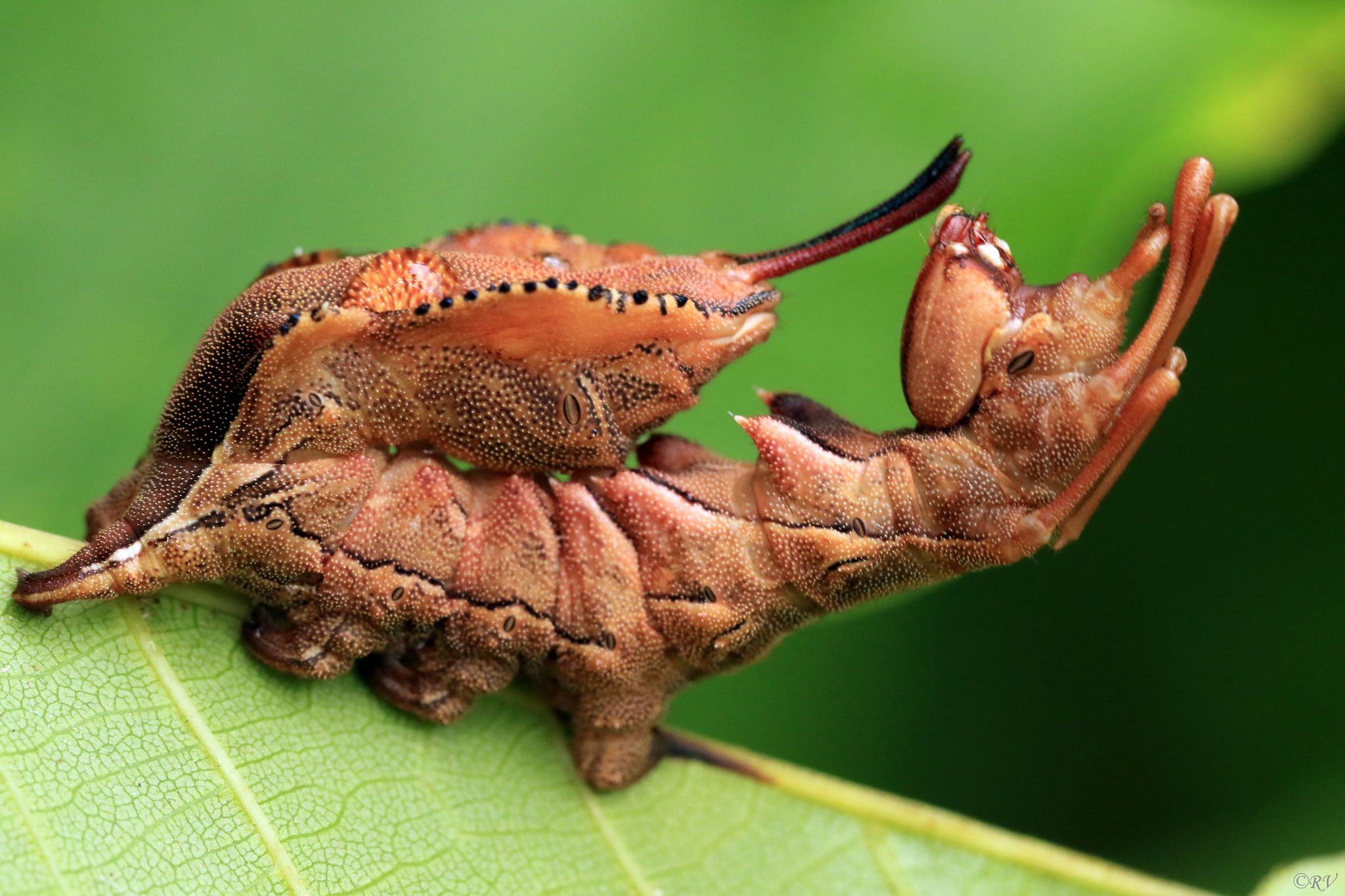 Stauropus fagi