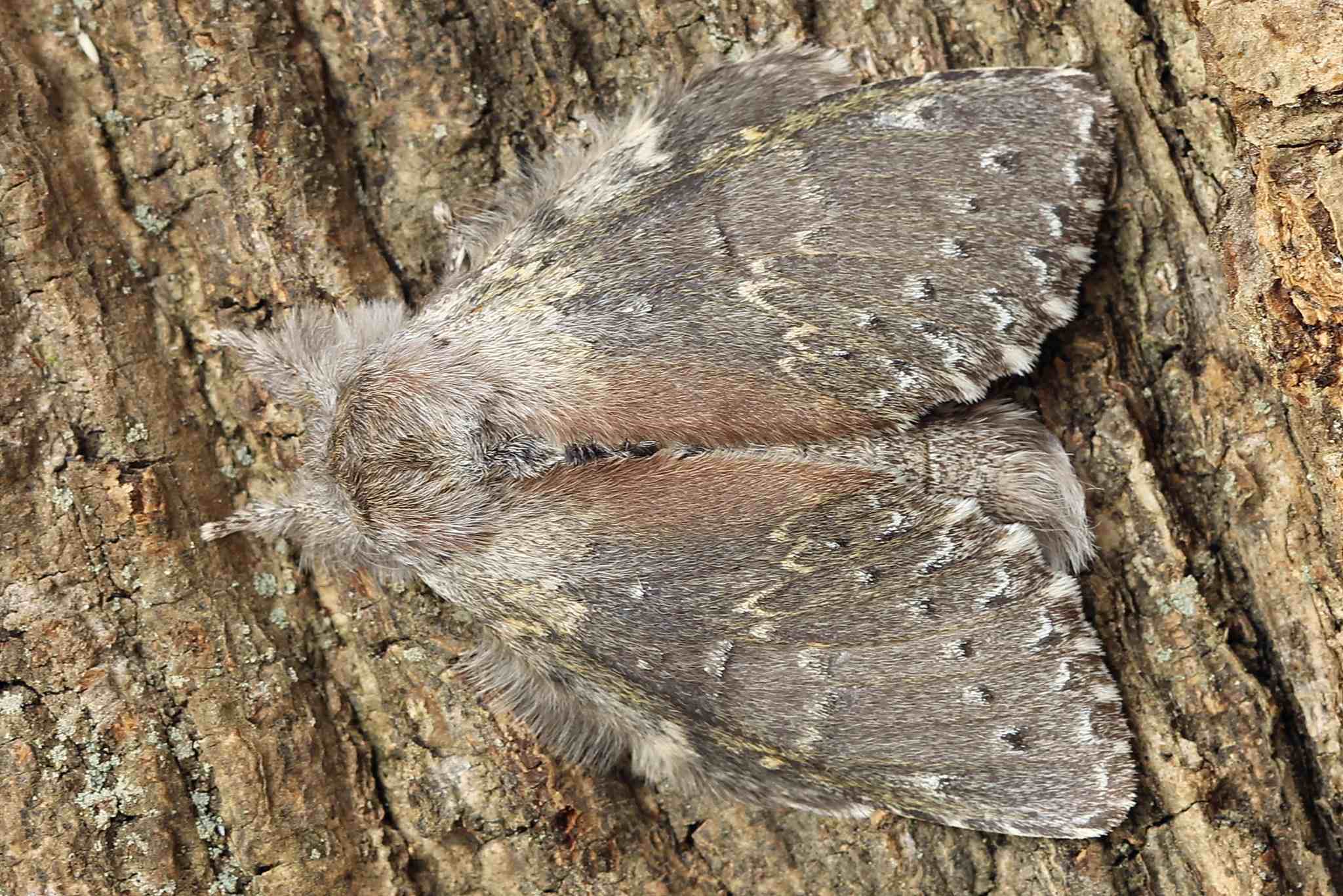 Stauropus fagi