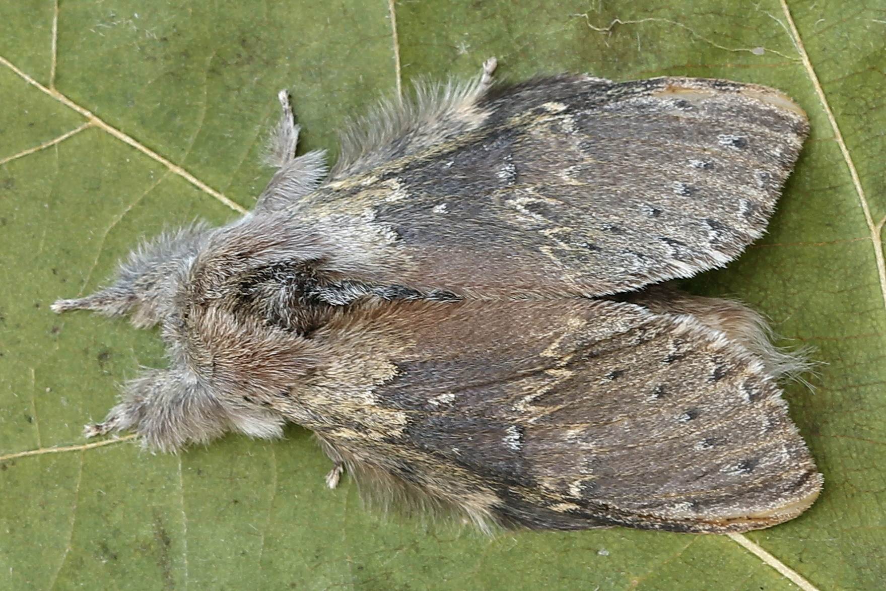 Stauropus fagi