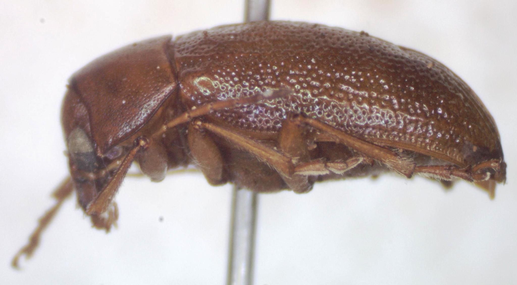 Talurus