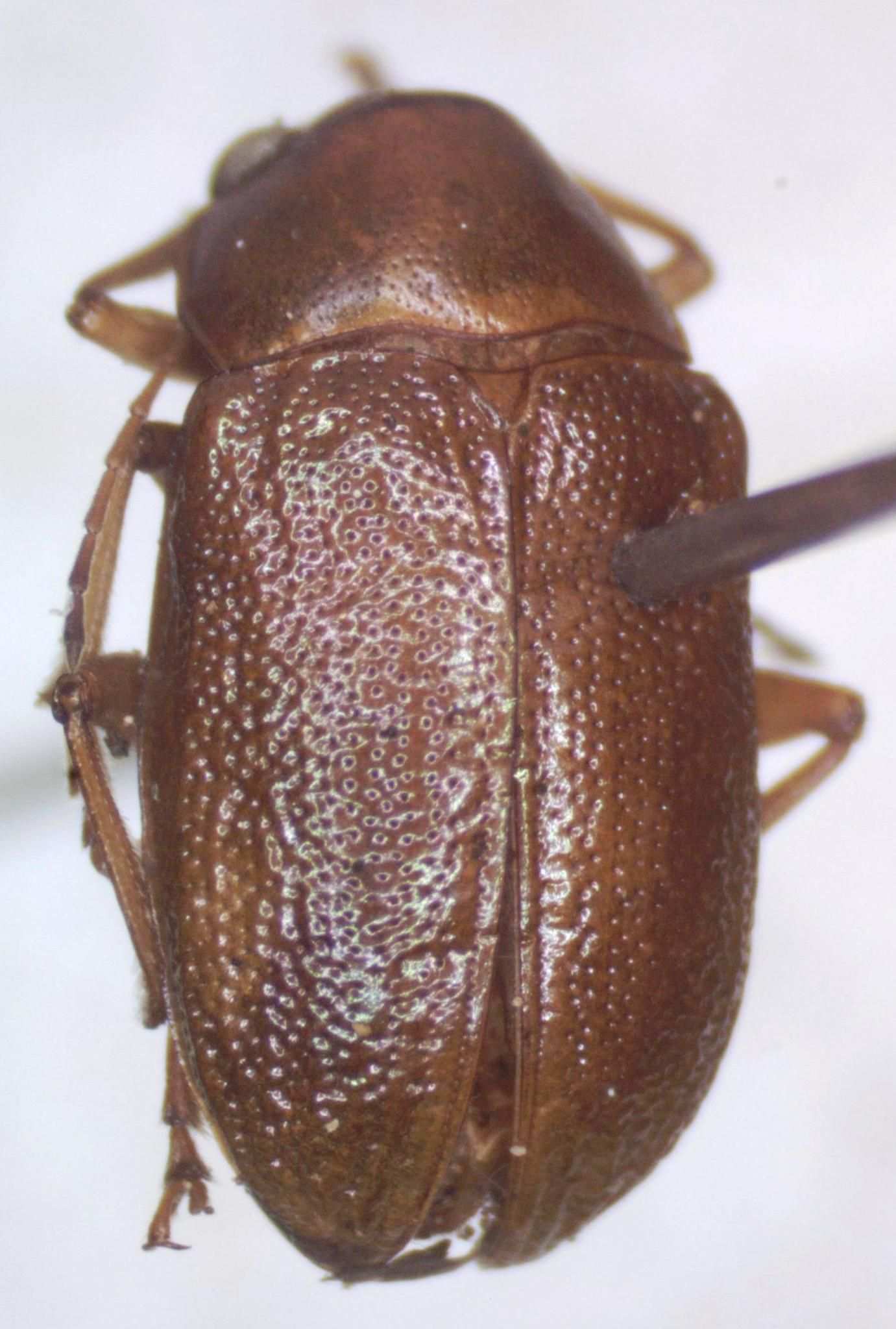 Talurus