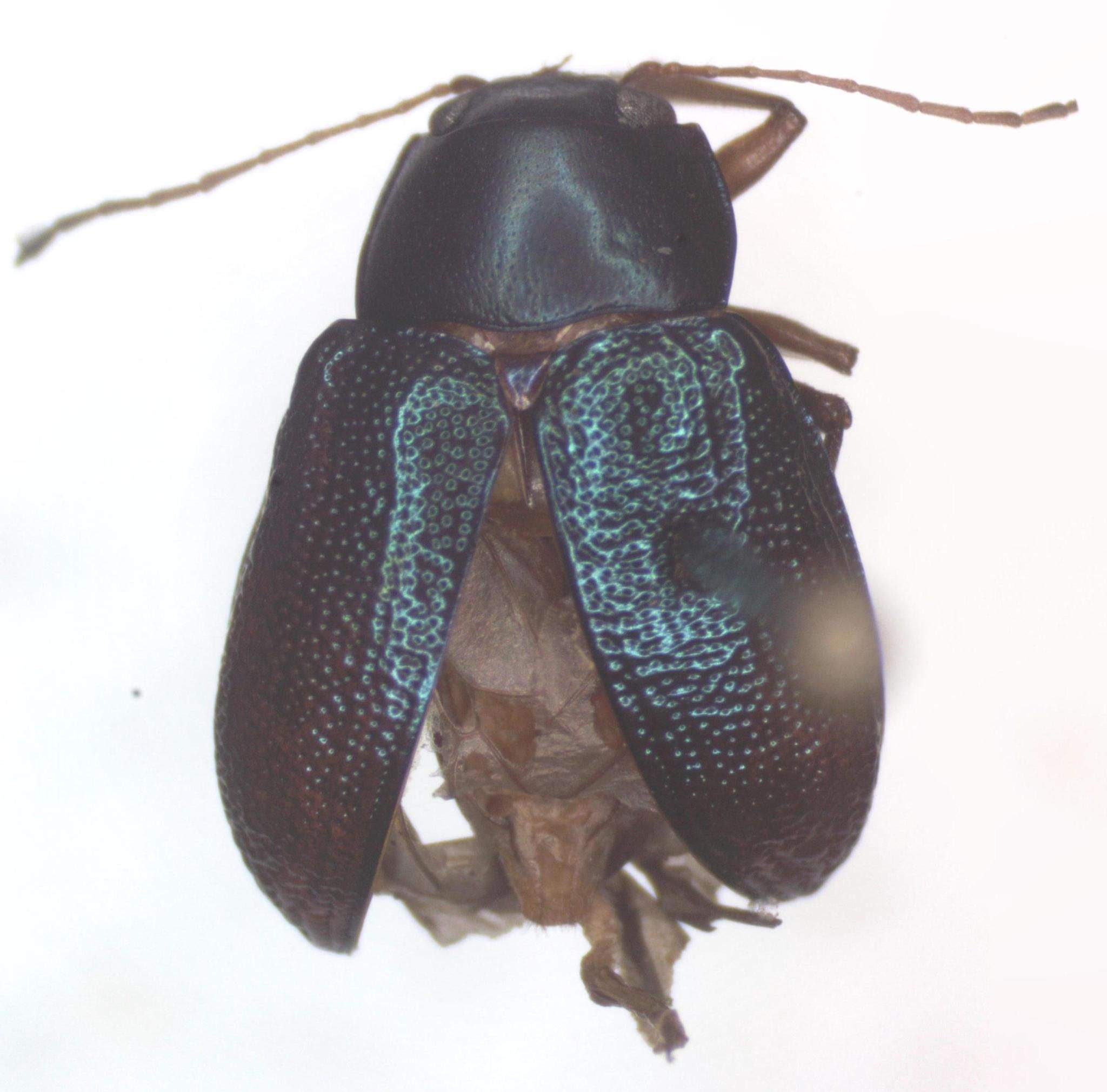 Talurus