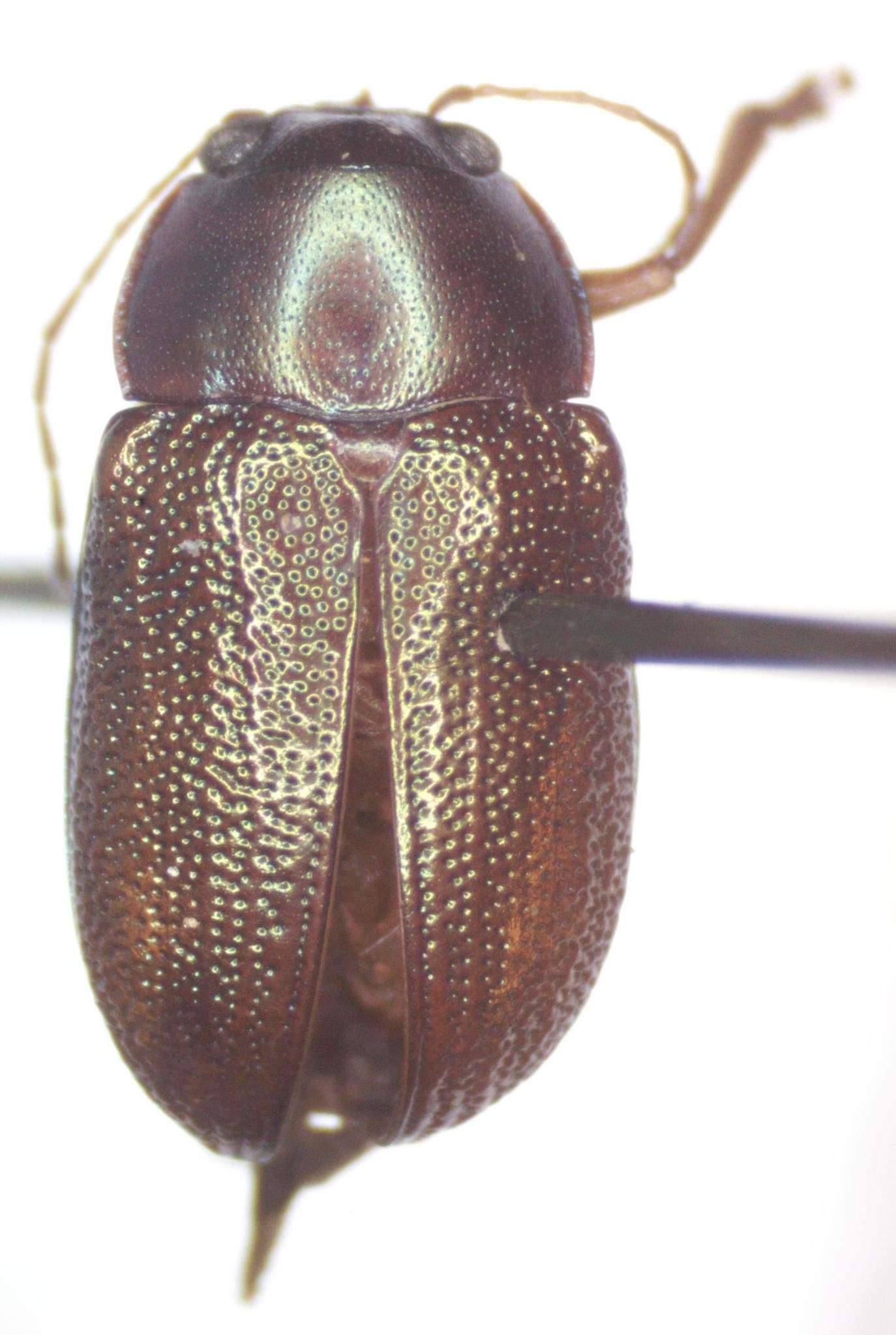 Talurus