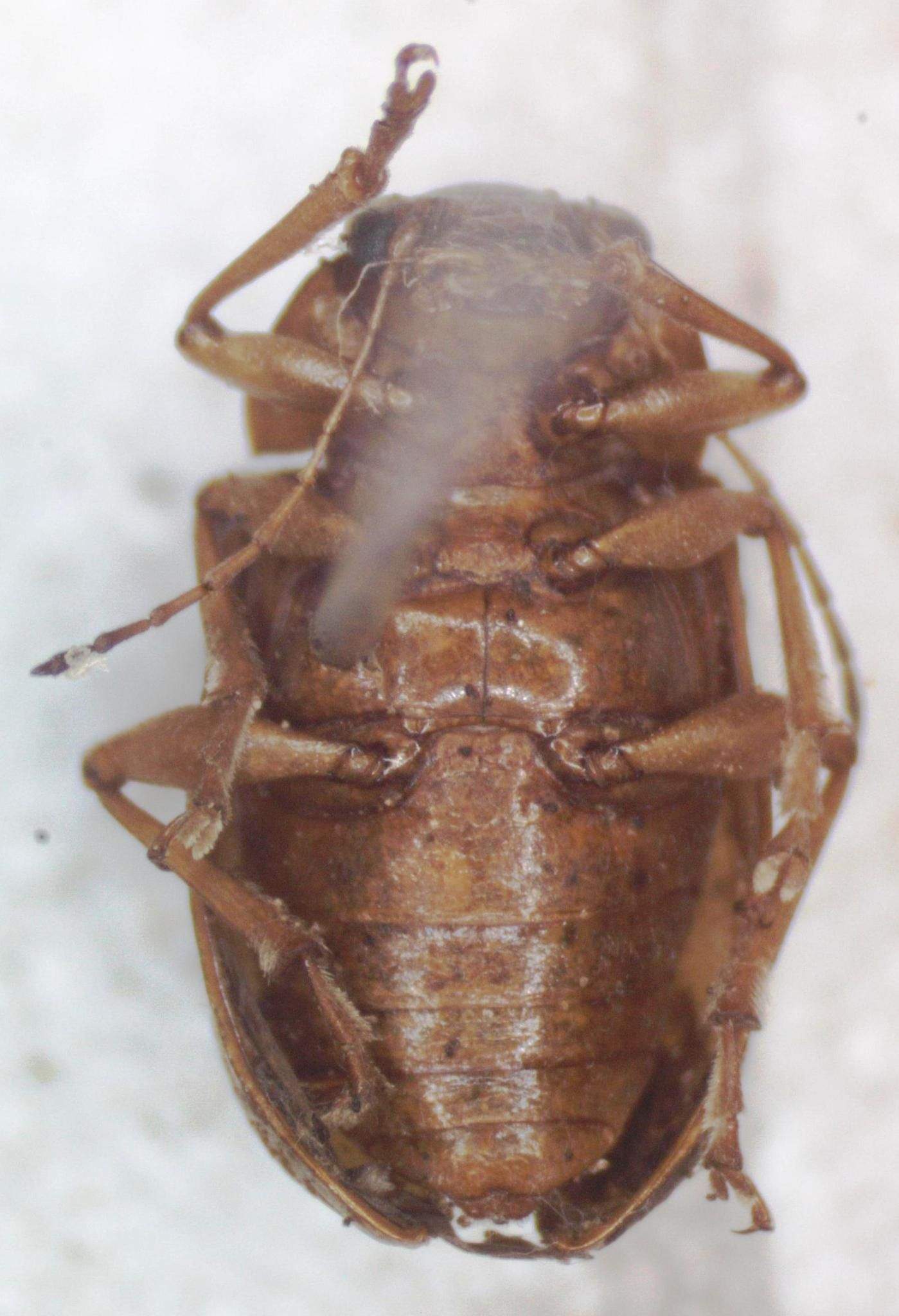 Talurus