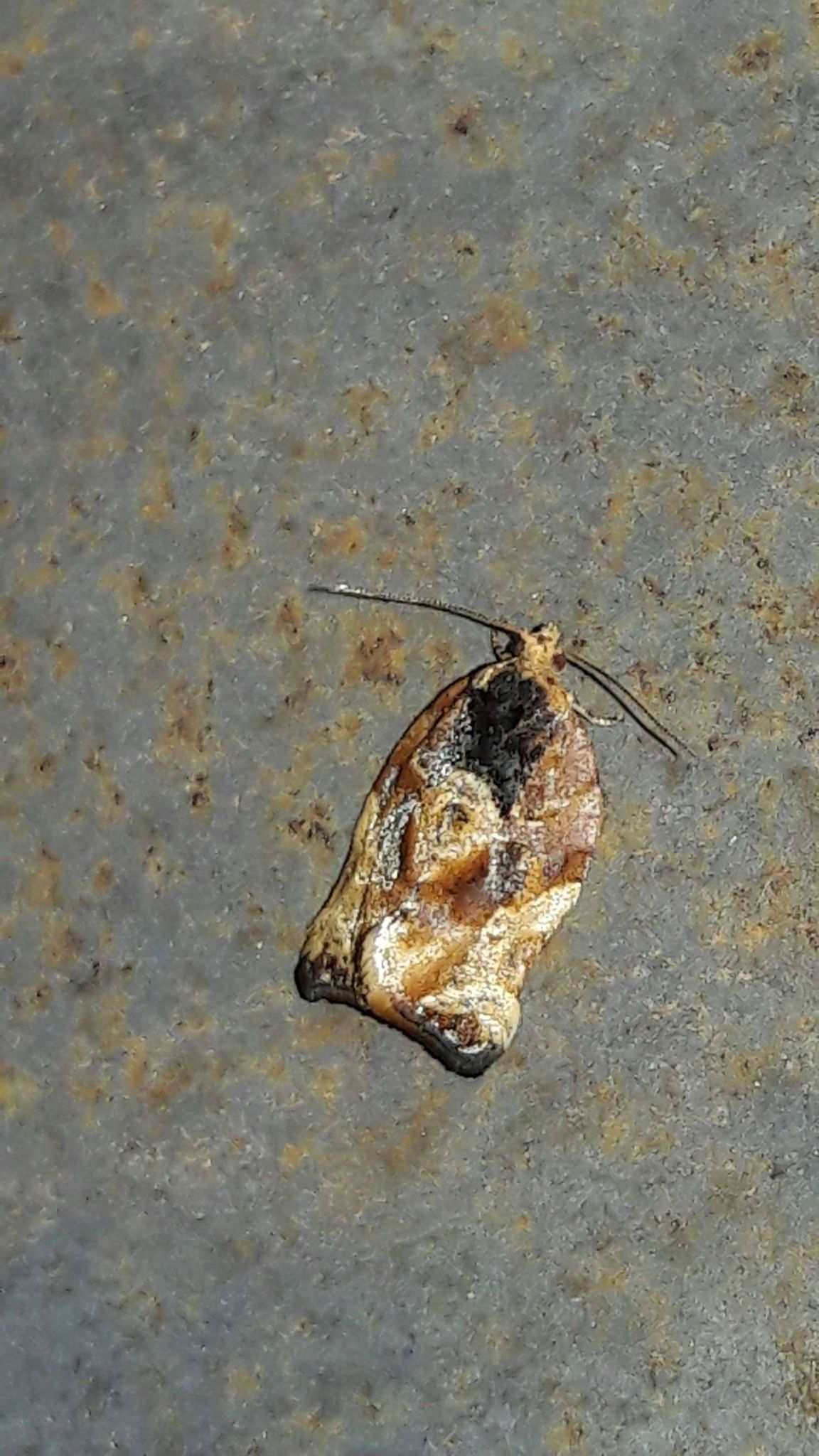 Argyrotaenia sphaleropa